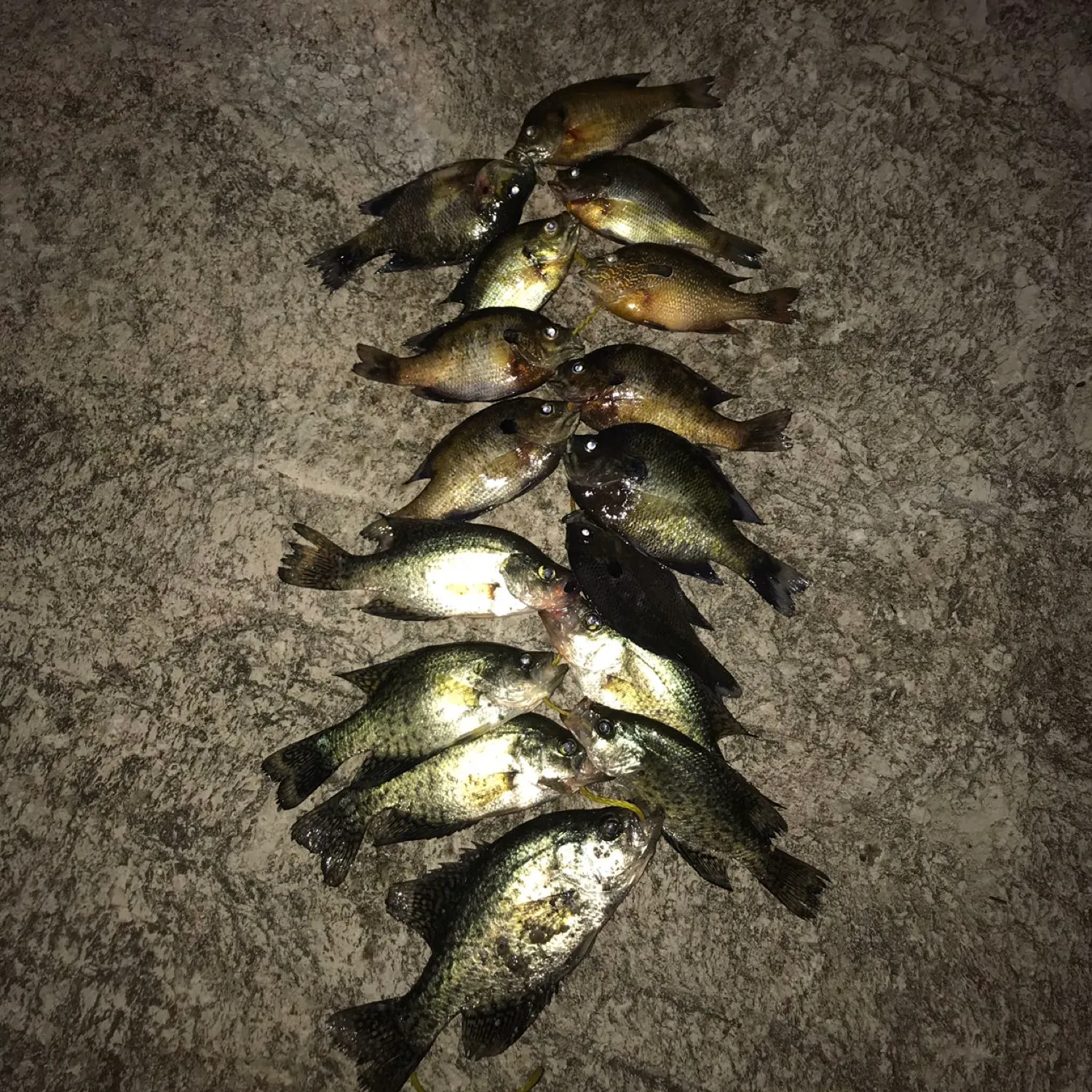 recently logged catches