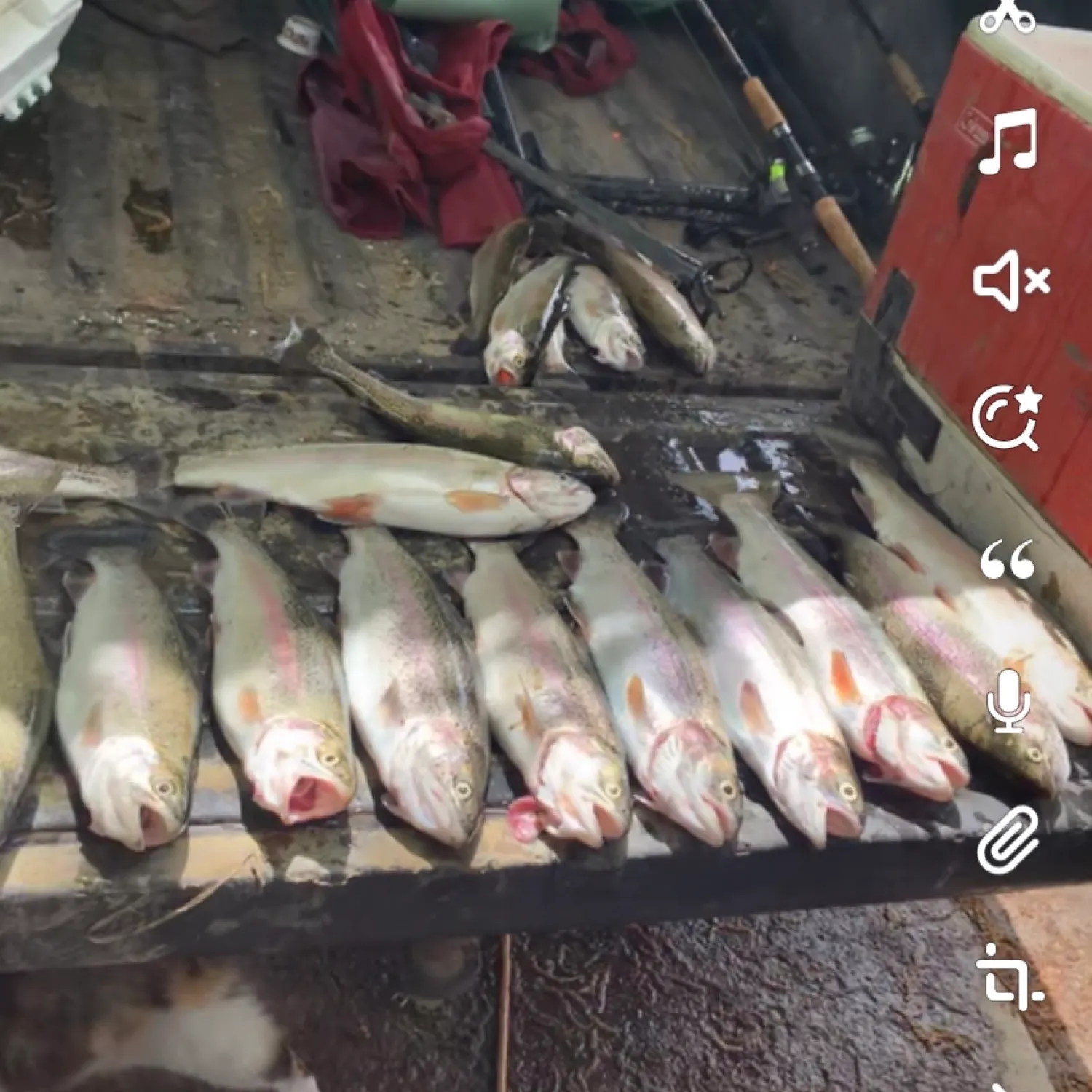 recently logged catches