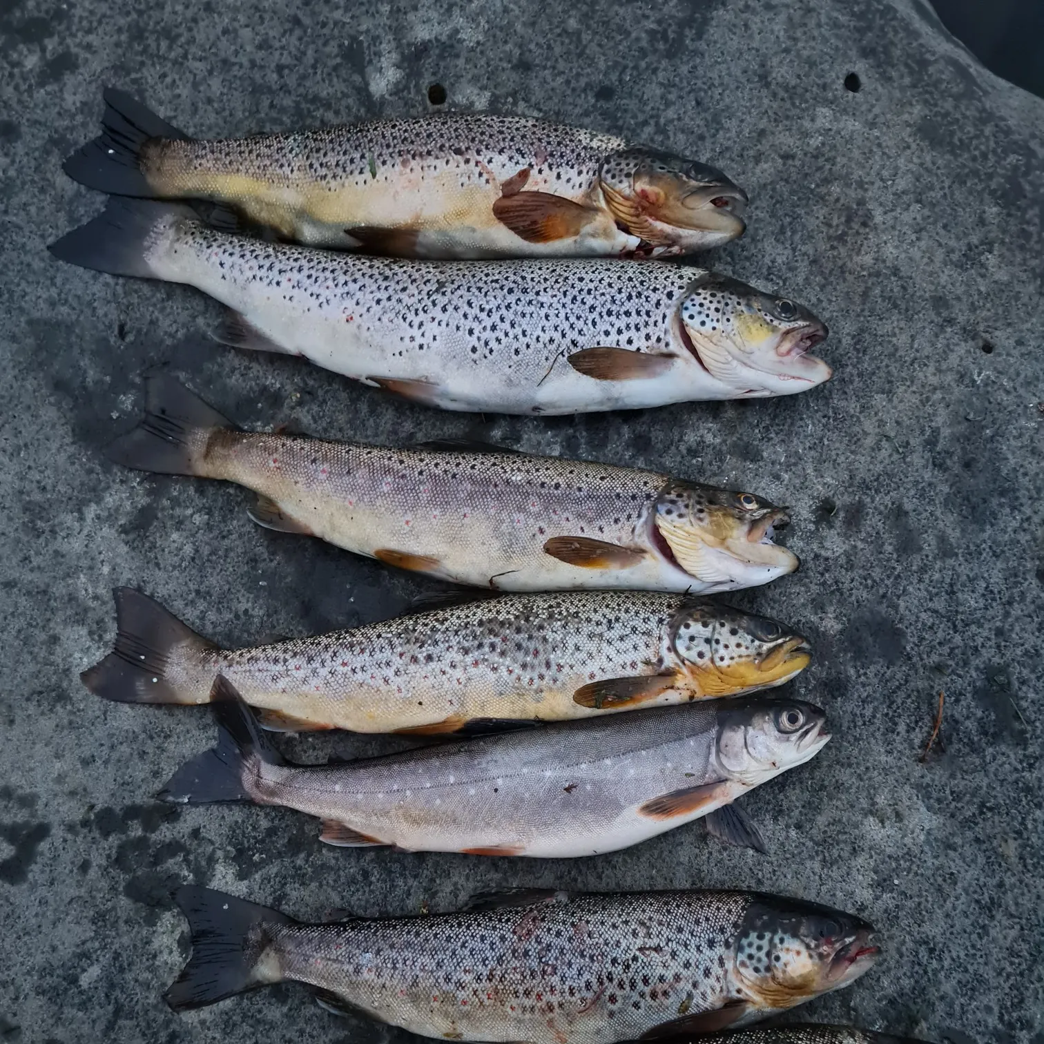 recently logged catches