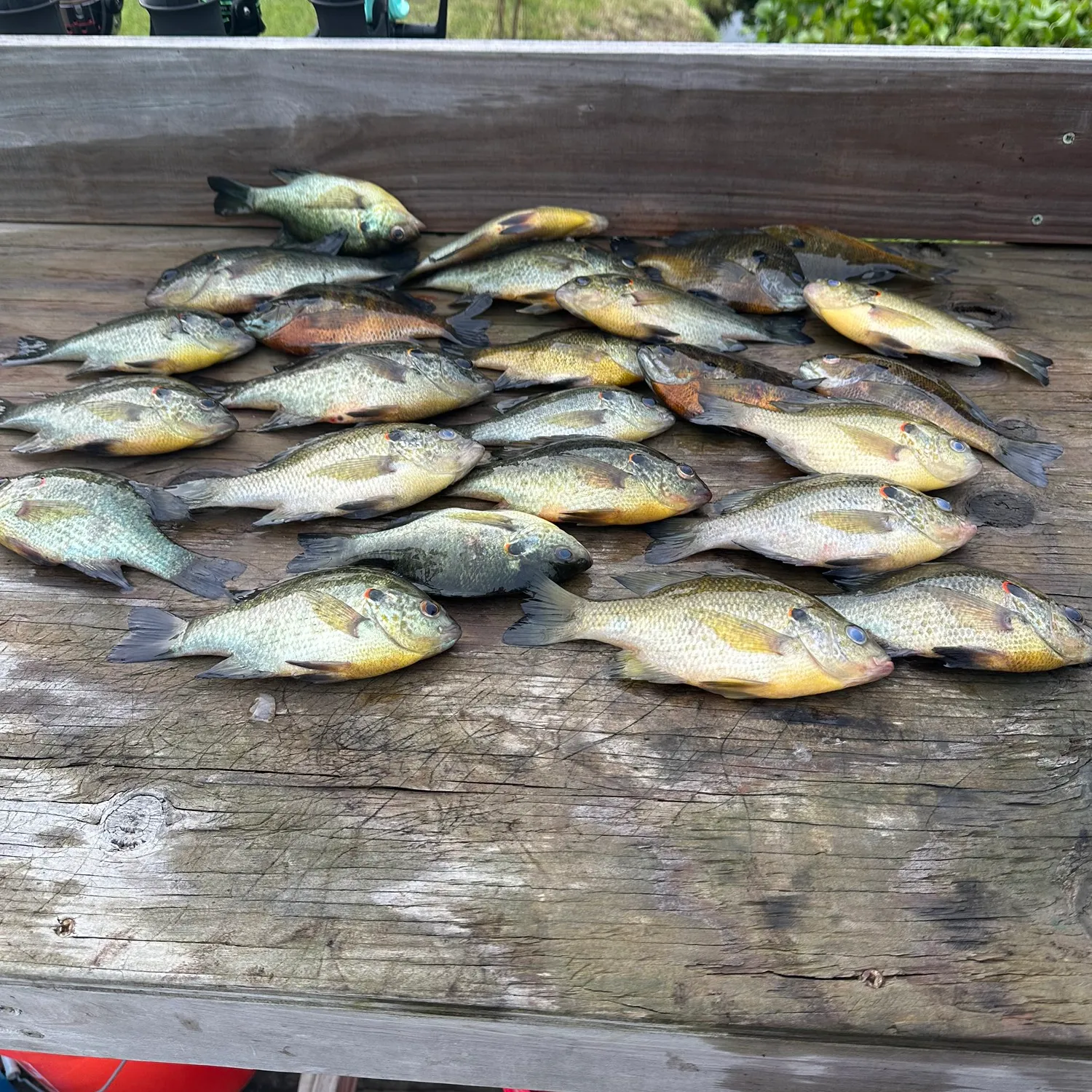 recently logged catches