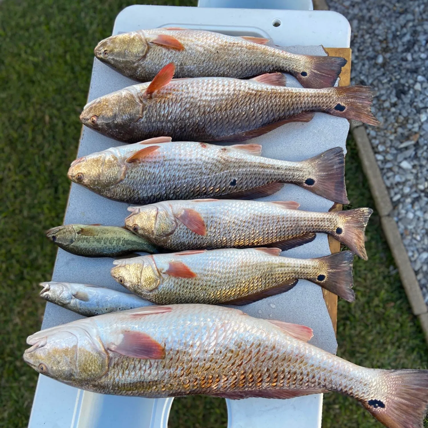 recently logged catches