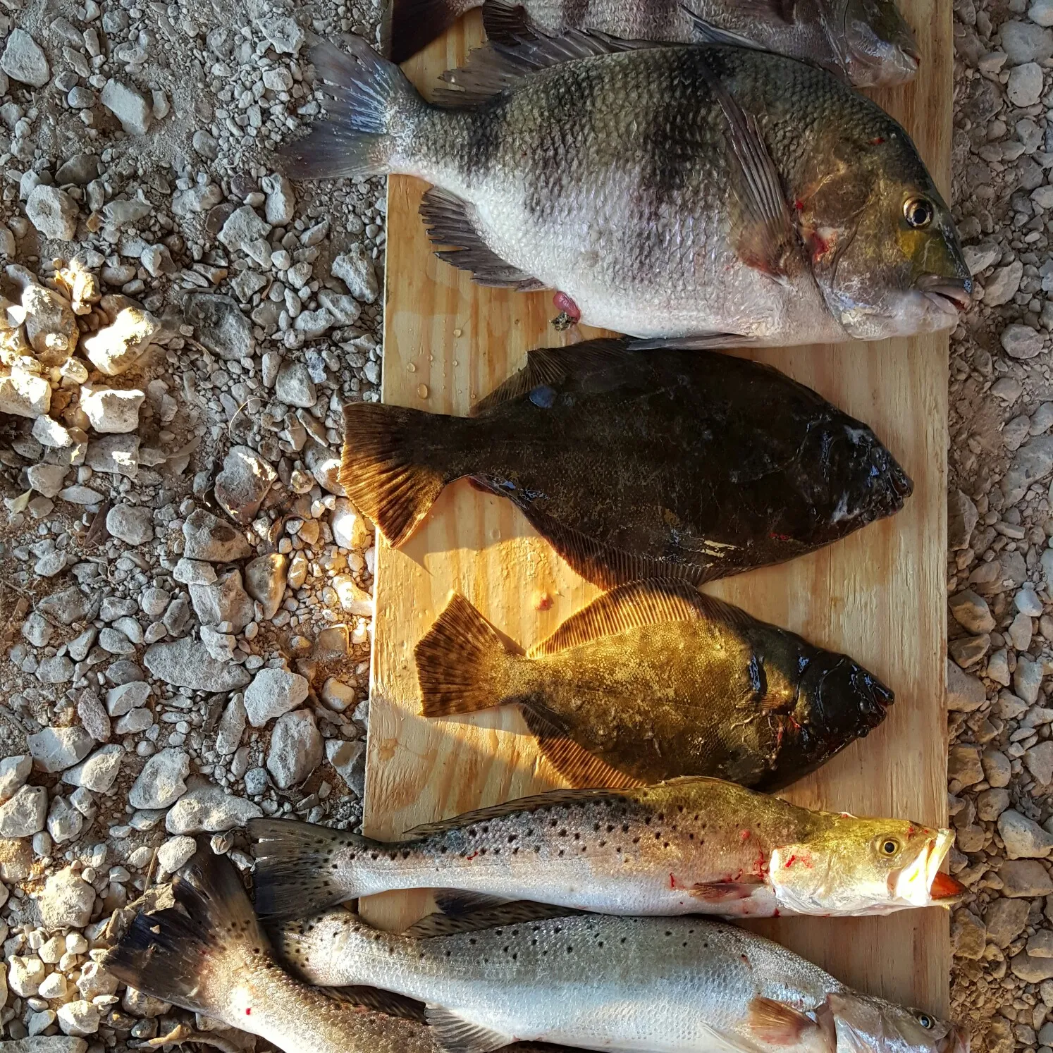 recently logged catches