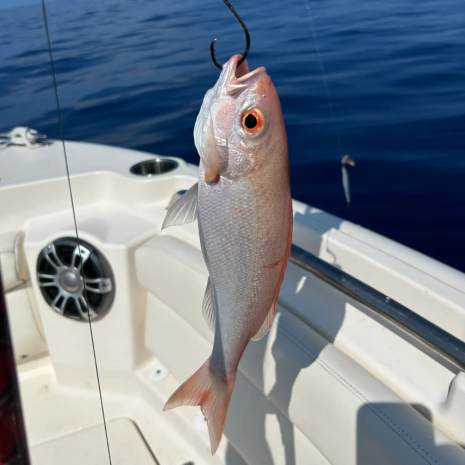 The most popular recent Vermilion snapper catch on Fishbrain