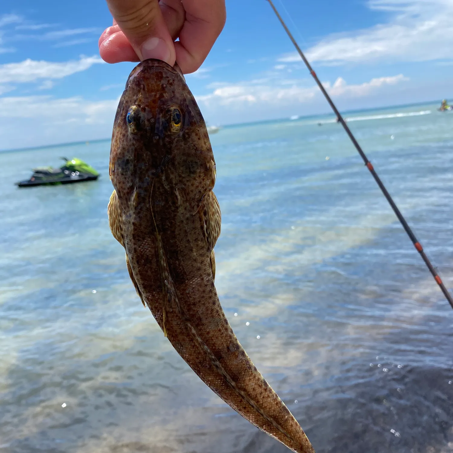 The most popular recent Blue-spotted flathead catch on Fishbrain