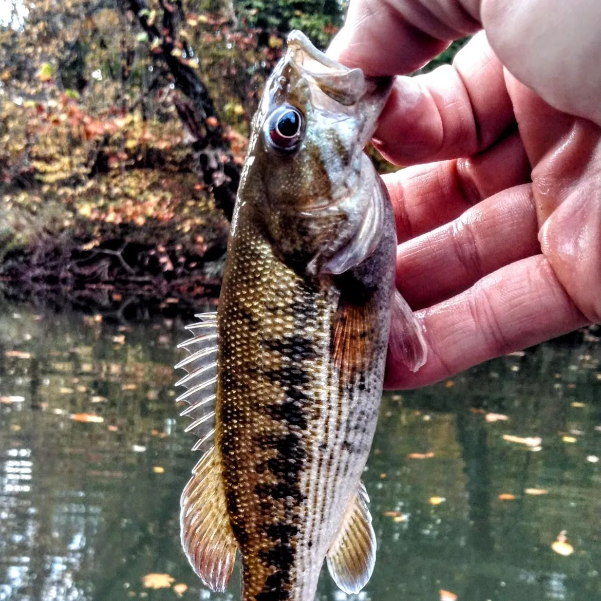 The most popular recent Redeye bass catch on Fishbrain