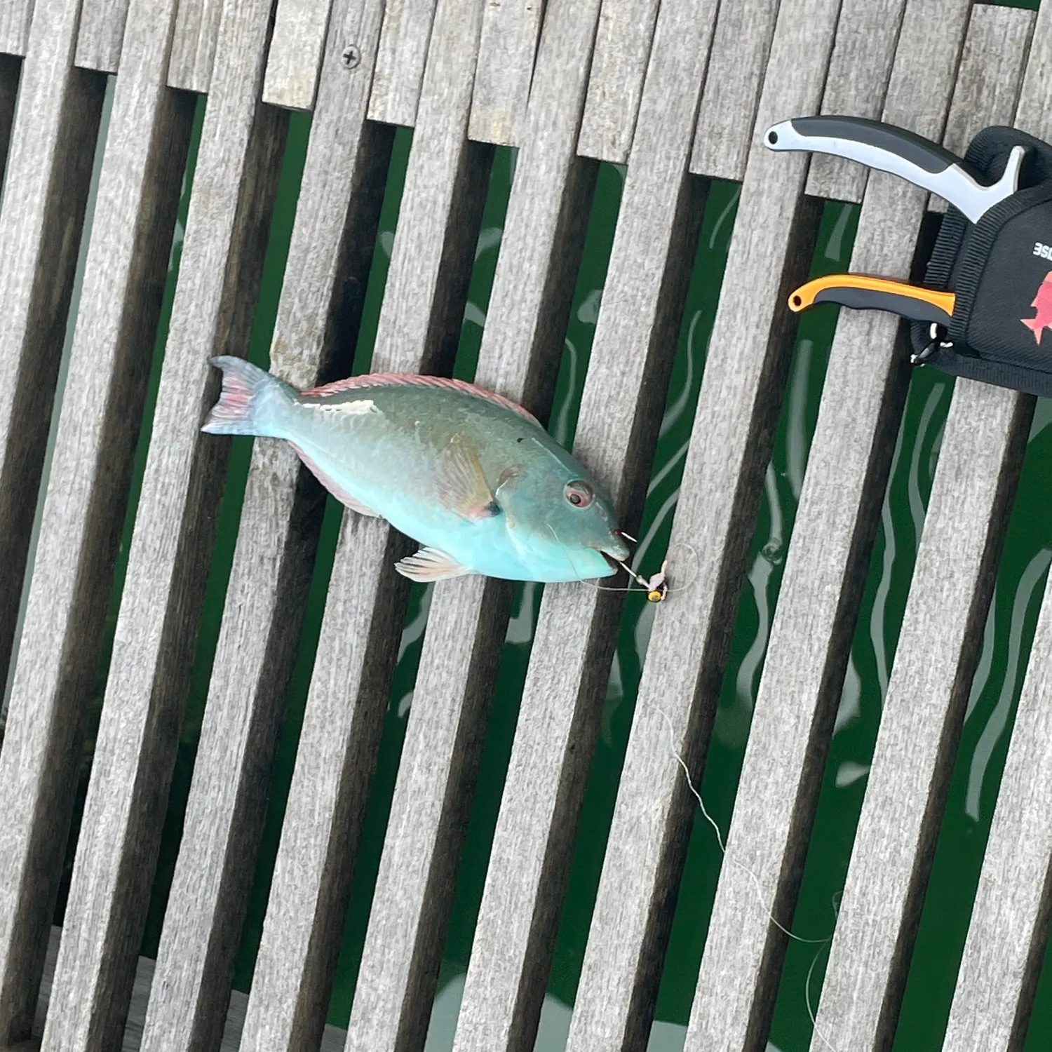 The most popular recent Ember parrotfish catch on Fishbrain