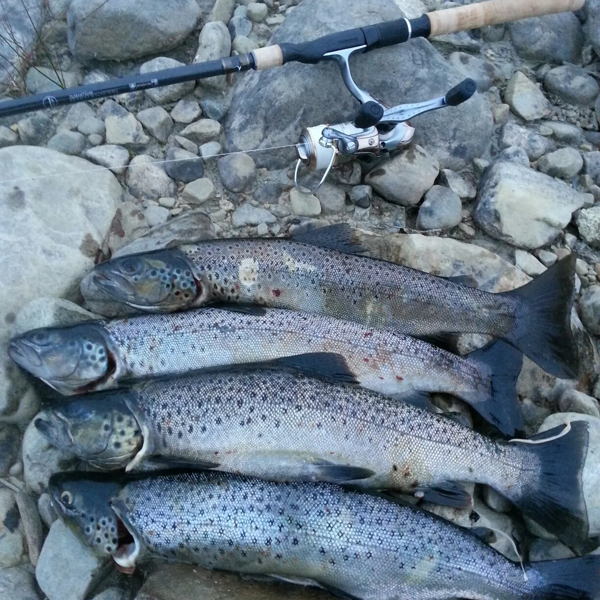 recently logged catches