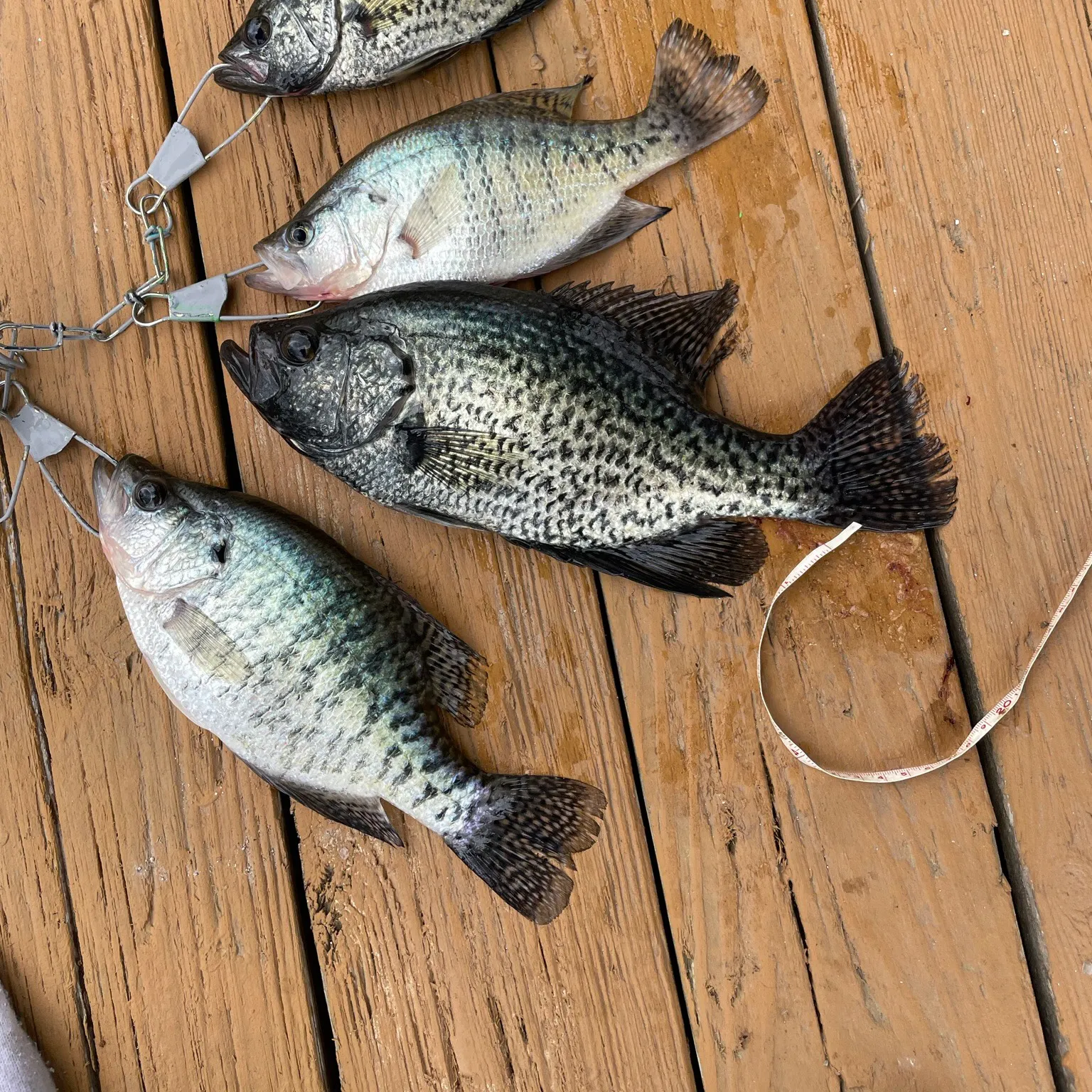 recently logged catches