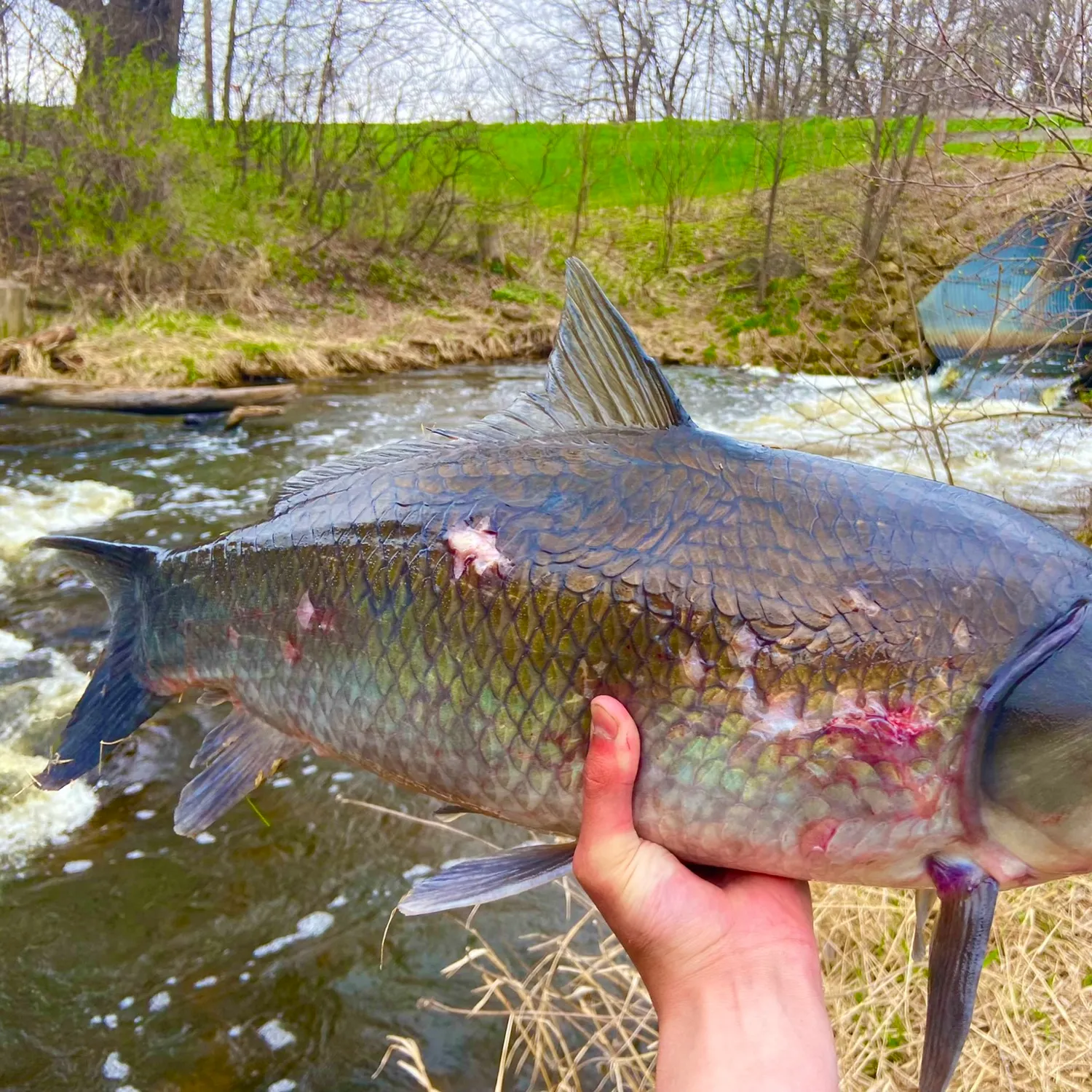 The most popular recent Bigmouth buffalo catch on Fishbrain