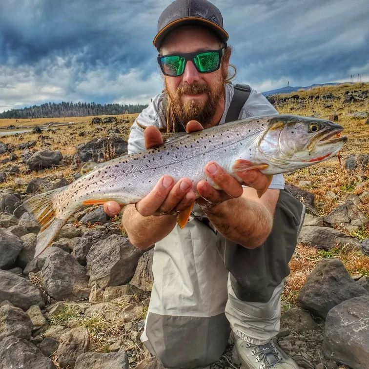 The most popular recent Bonneville cutthroat trout catch on Fishbrain