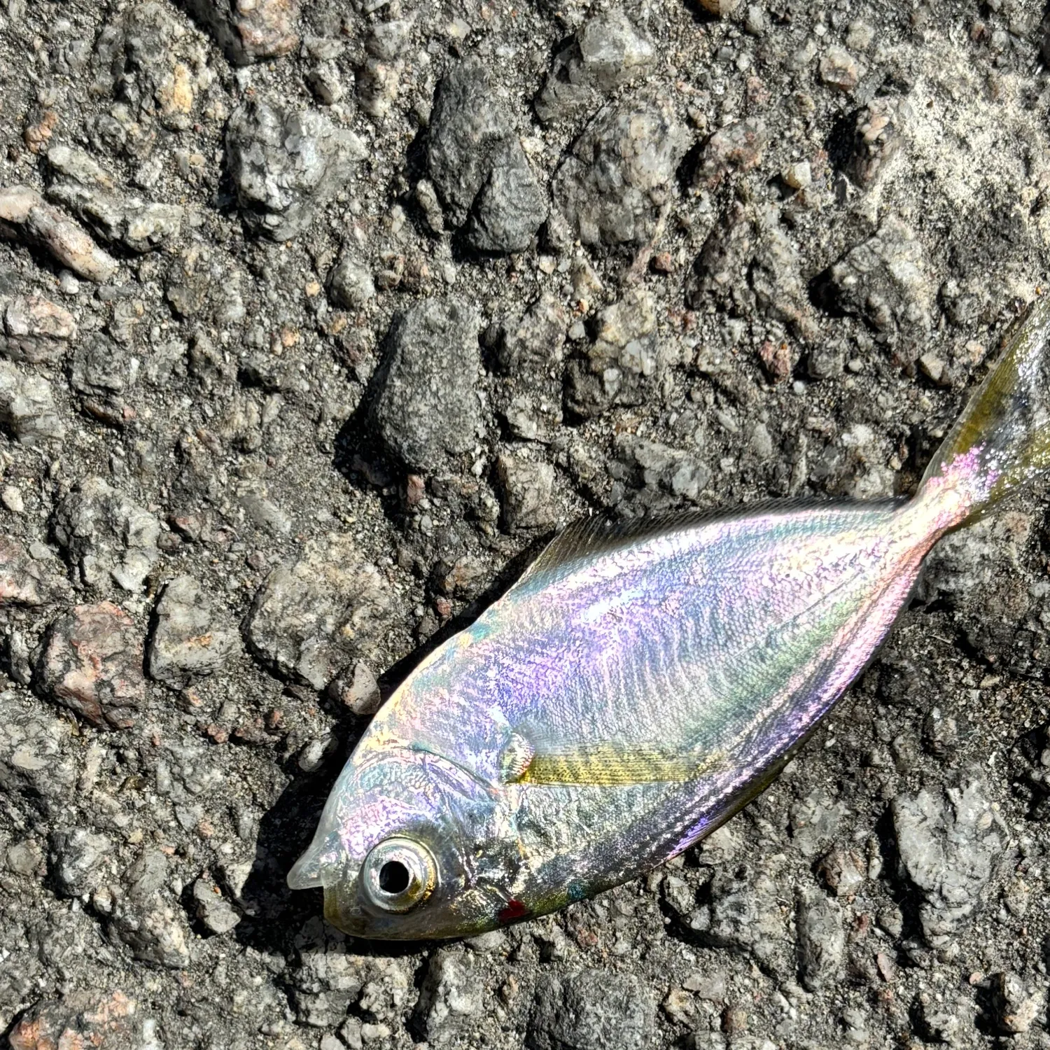 The most popular recent Pacific pompano catch on Fishbrain