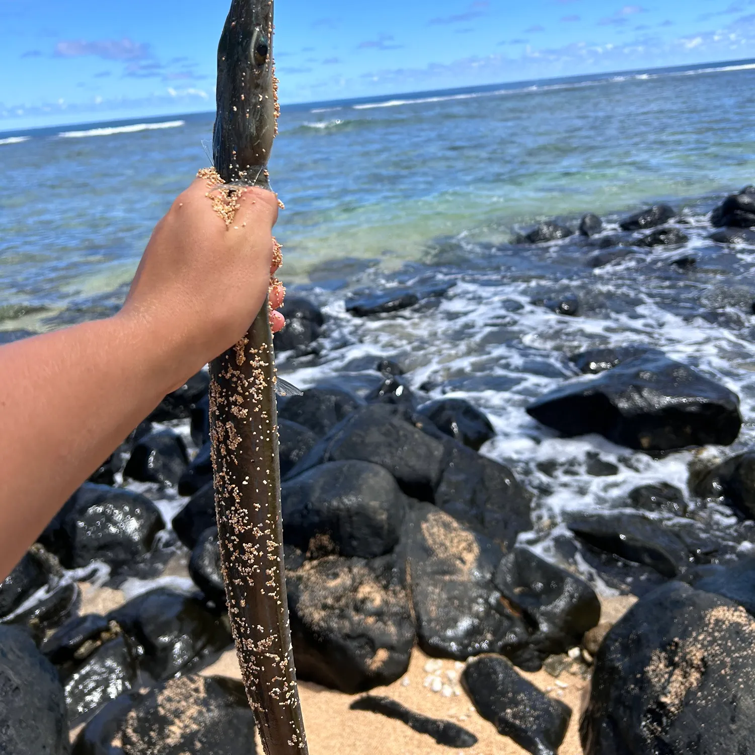 The most popular recent Chinese trumpetfish catch on Fishbrain