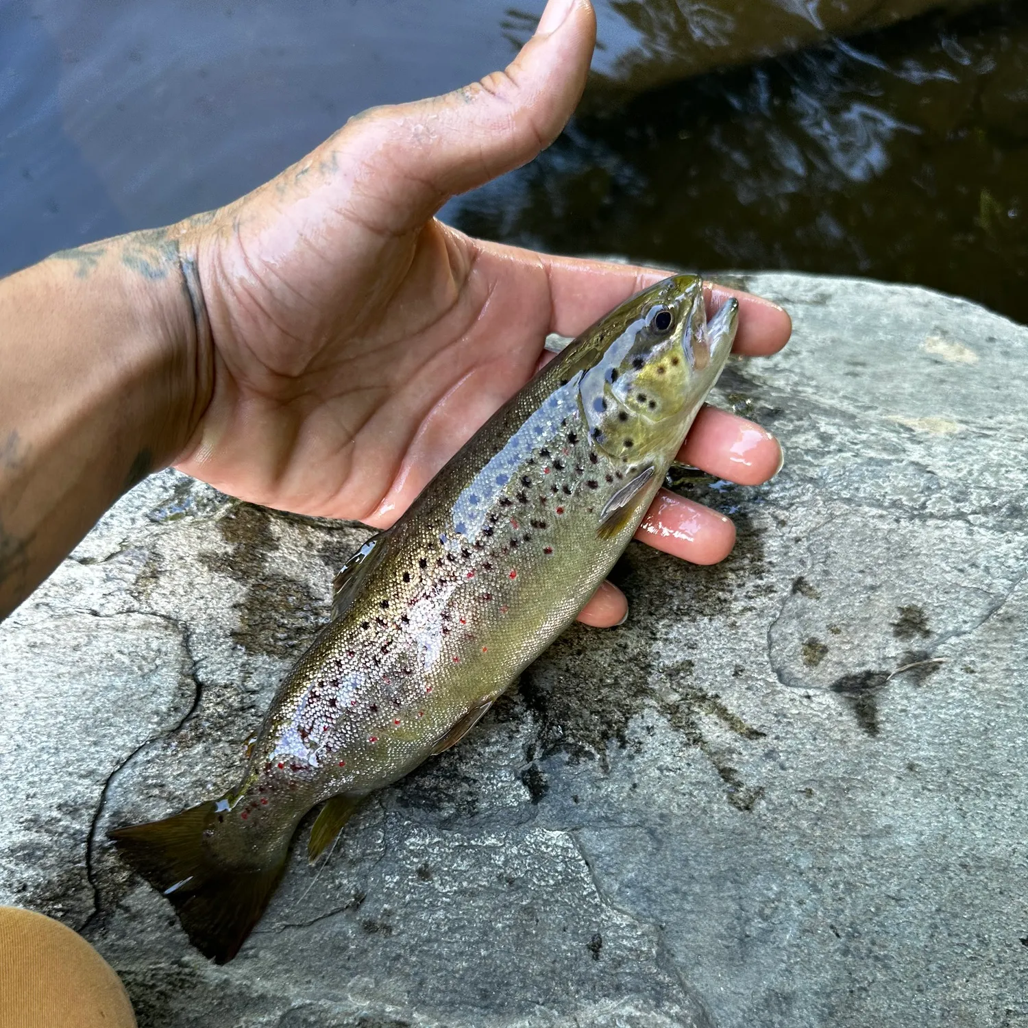 recently logged catches