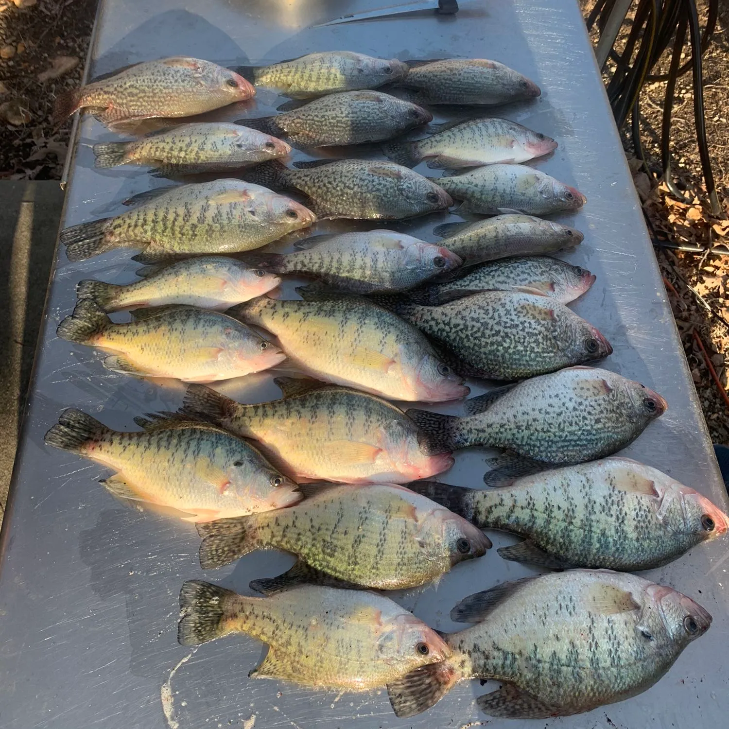 recently logged catches