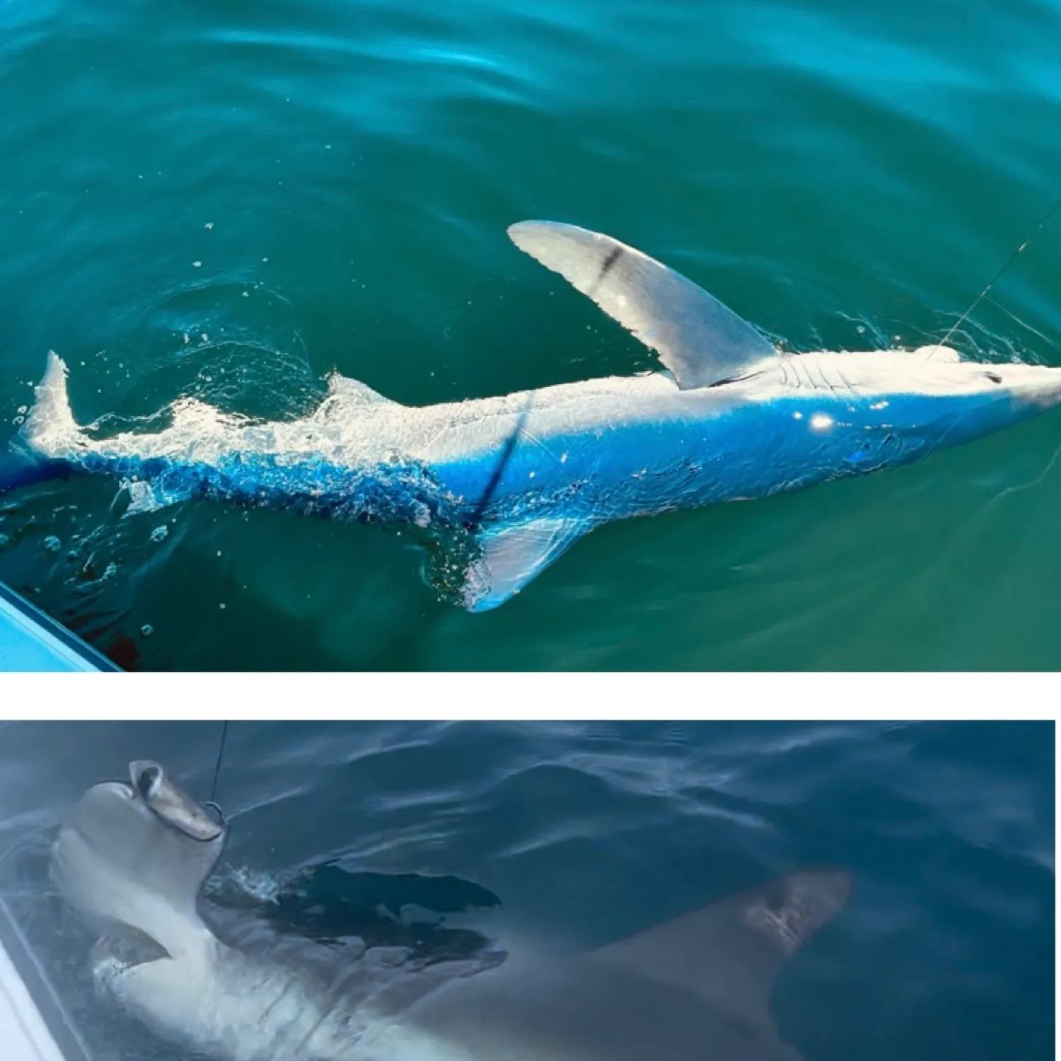 The most popular recent Grey reef shark catch on Fishbrain