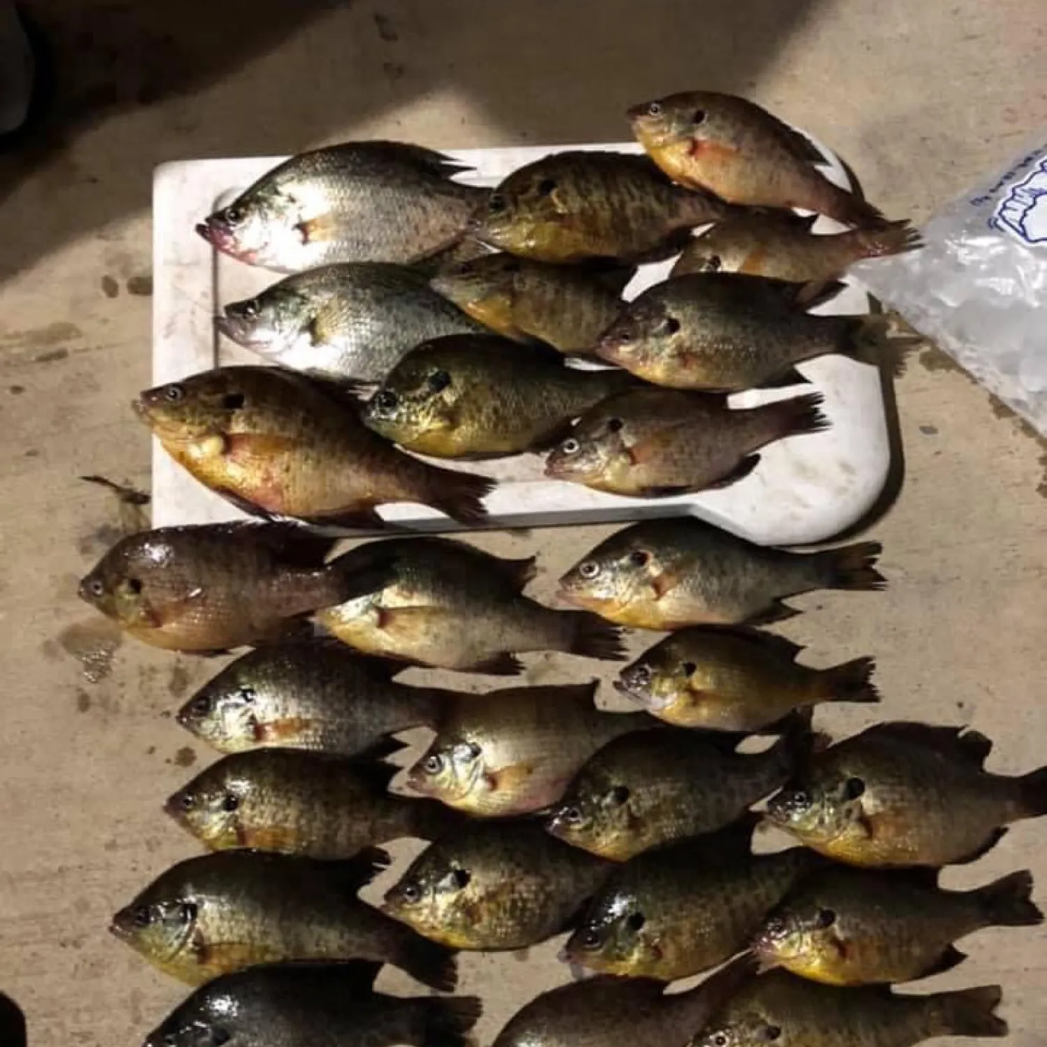 recently logged catches