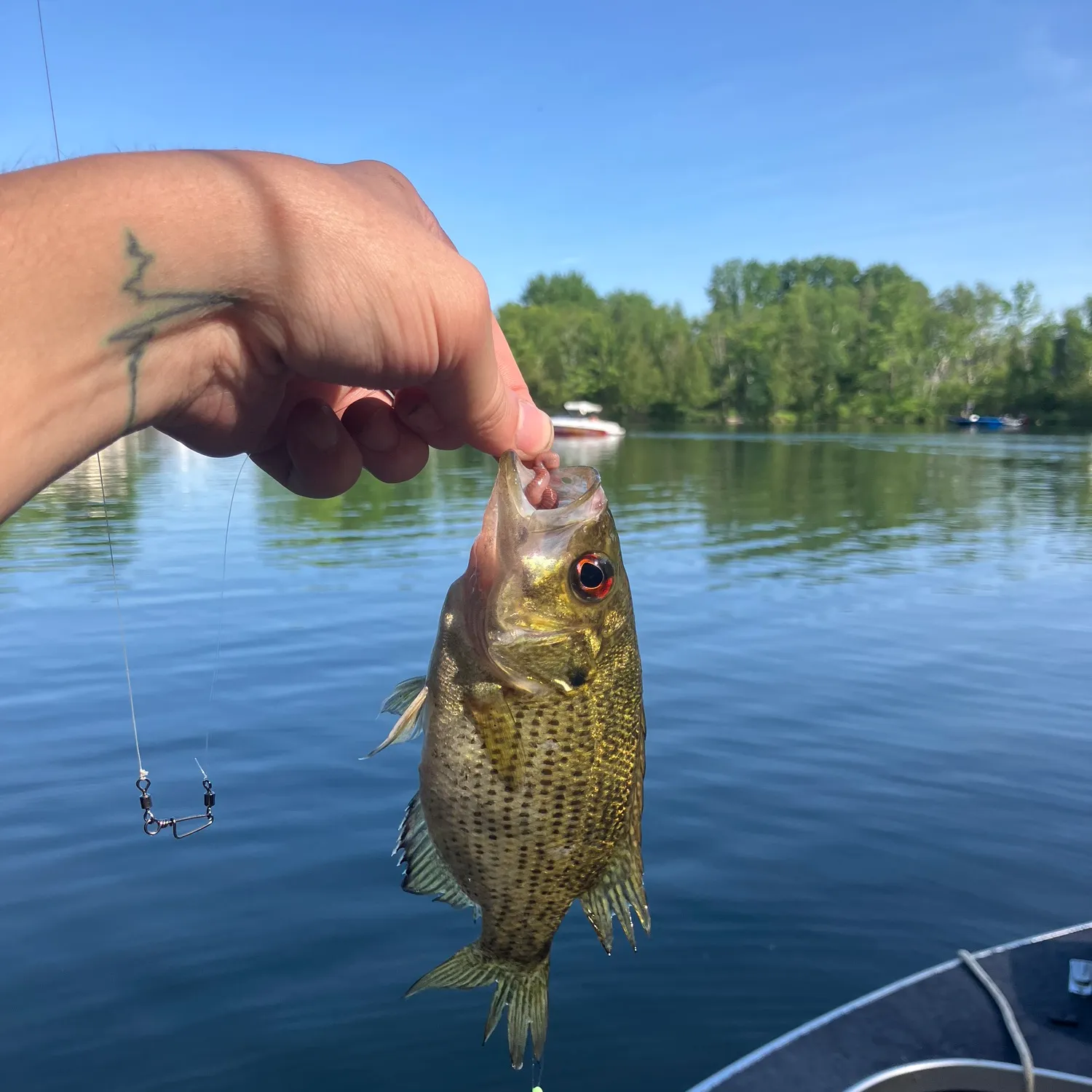 ᐅ Littlefield Lake fishing reports🎣• Mount Pleasant, MI (United States ...