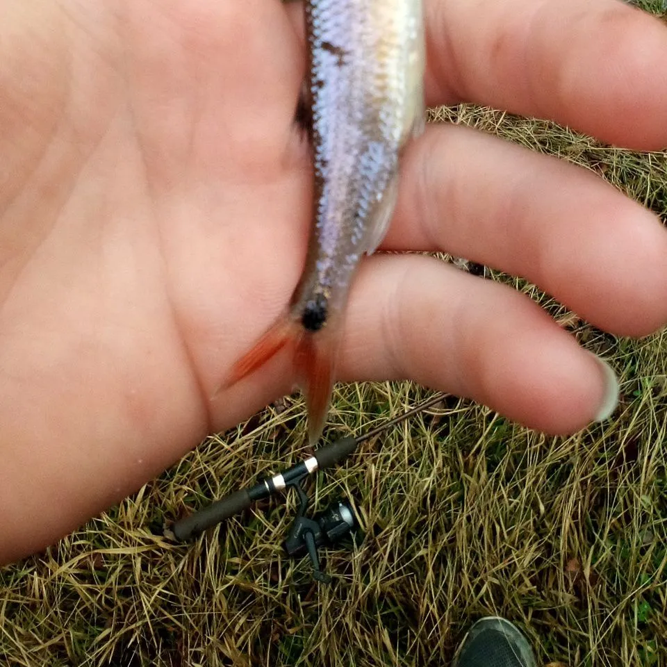 The most popular recent Rosyface shiner catch on Fishbrain