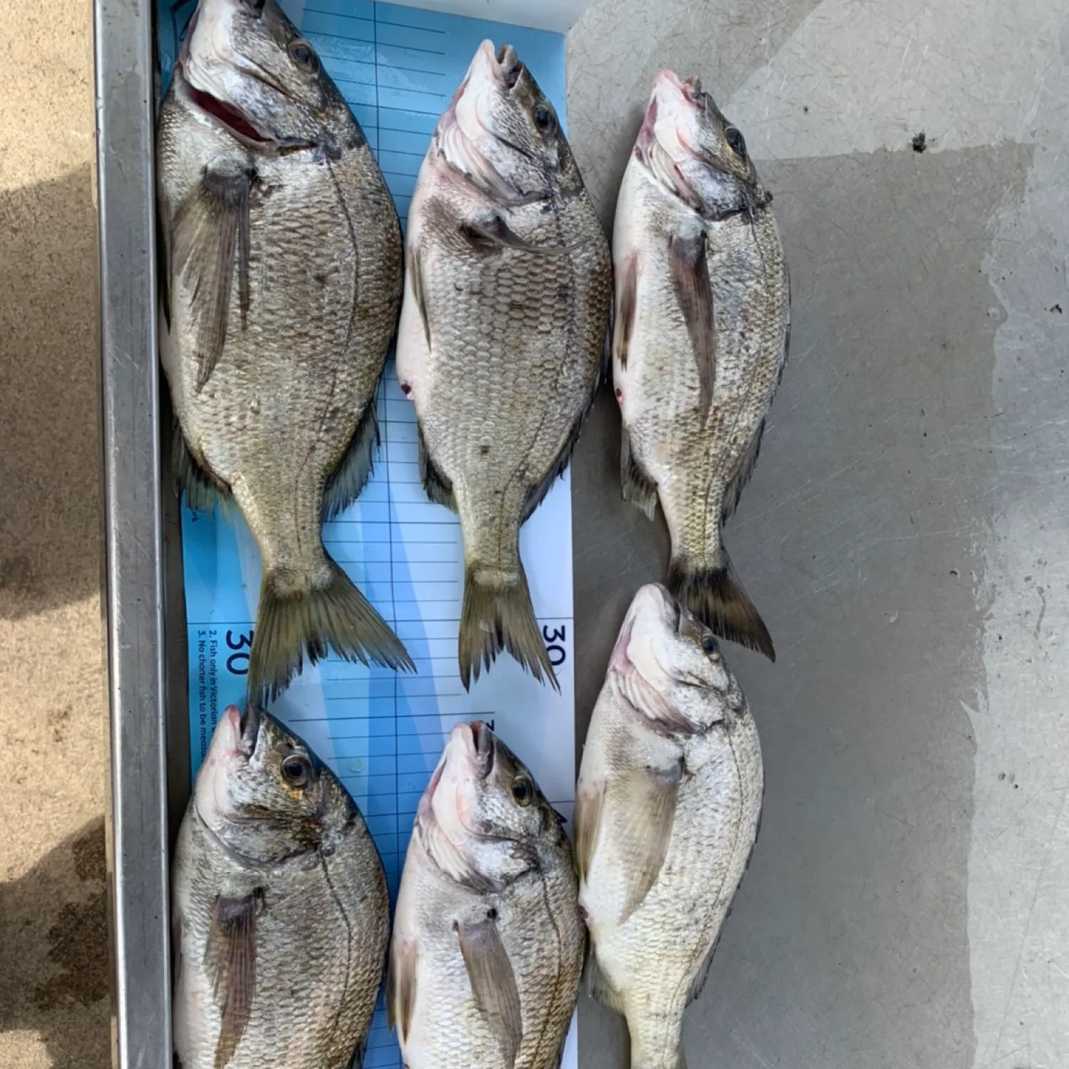 recently logged catches