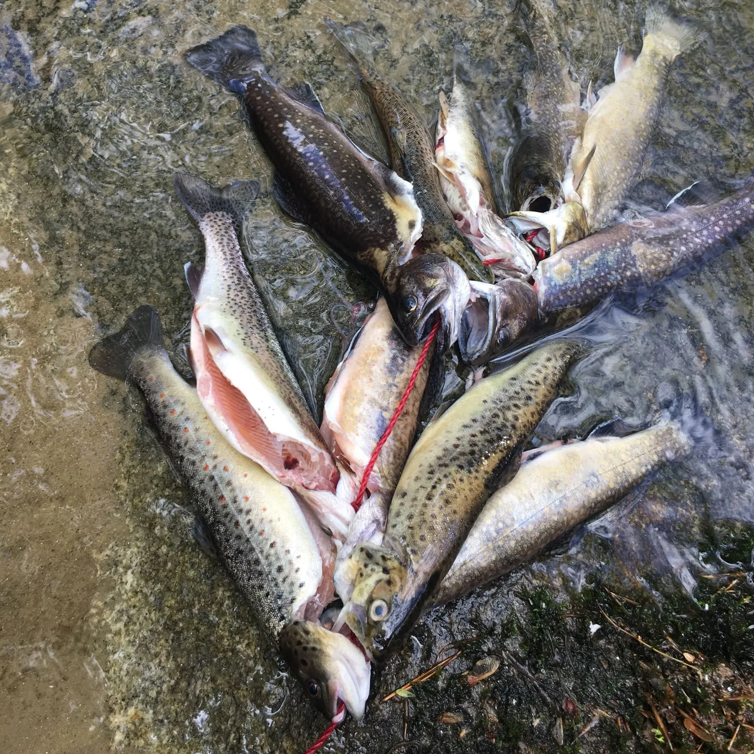 recently logged catches