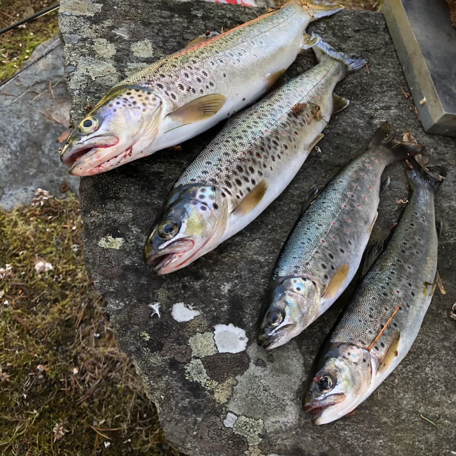 recently logged catches