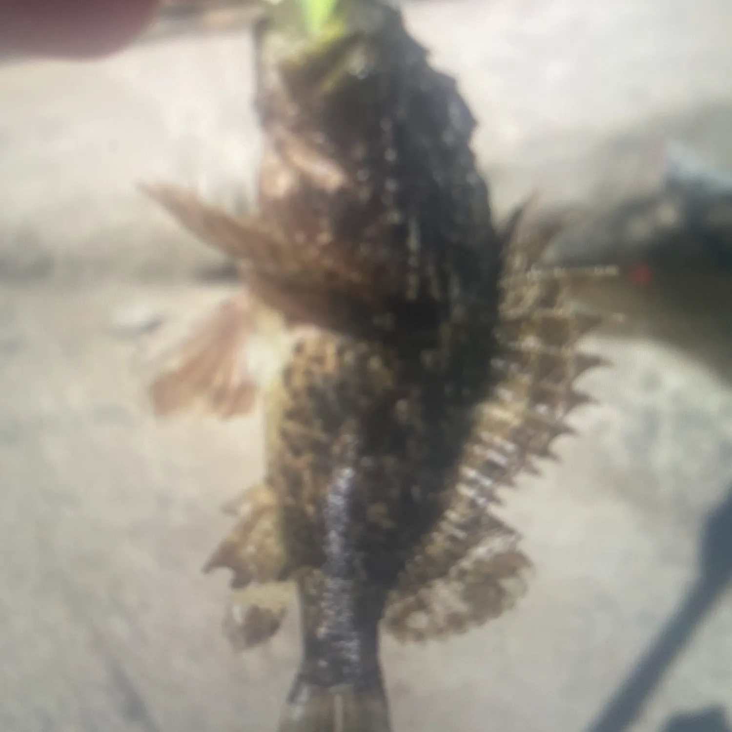 The most popular recent Stonefish catch on Fishbrain