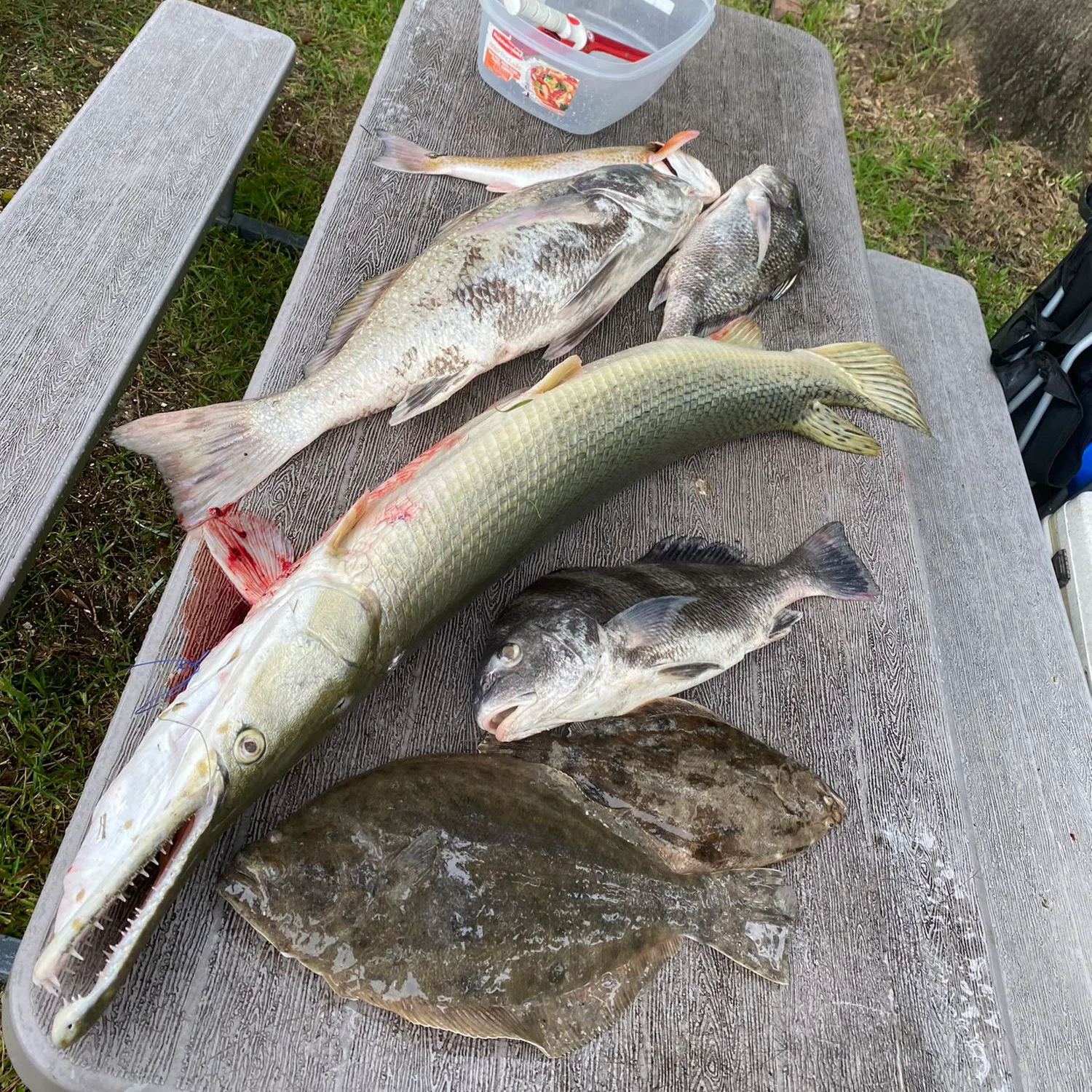 recently logged catches