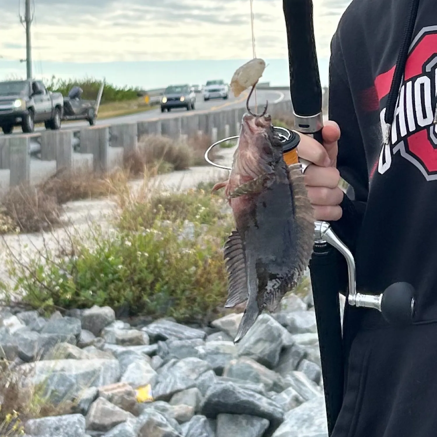 The most popular recent Tompot blenny catch on Fishbrain