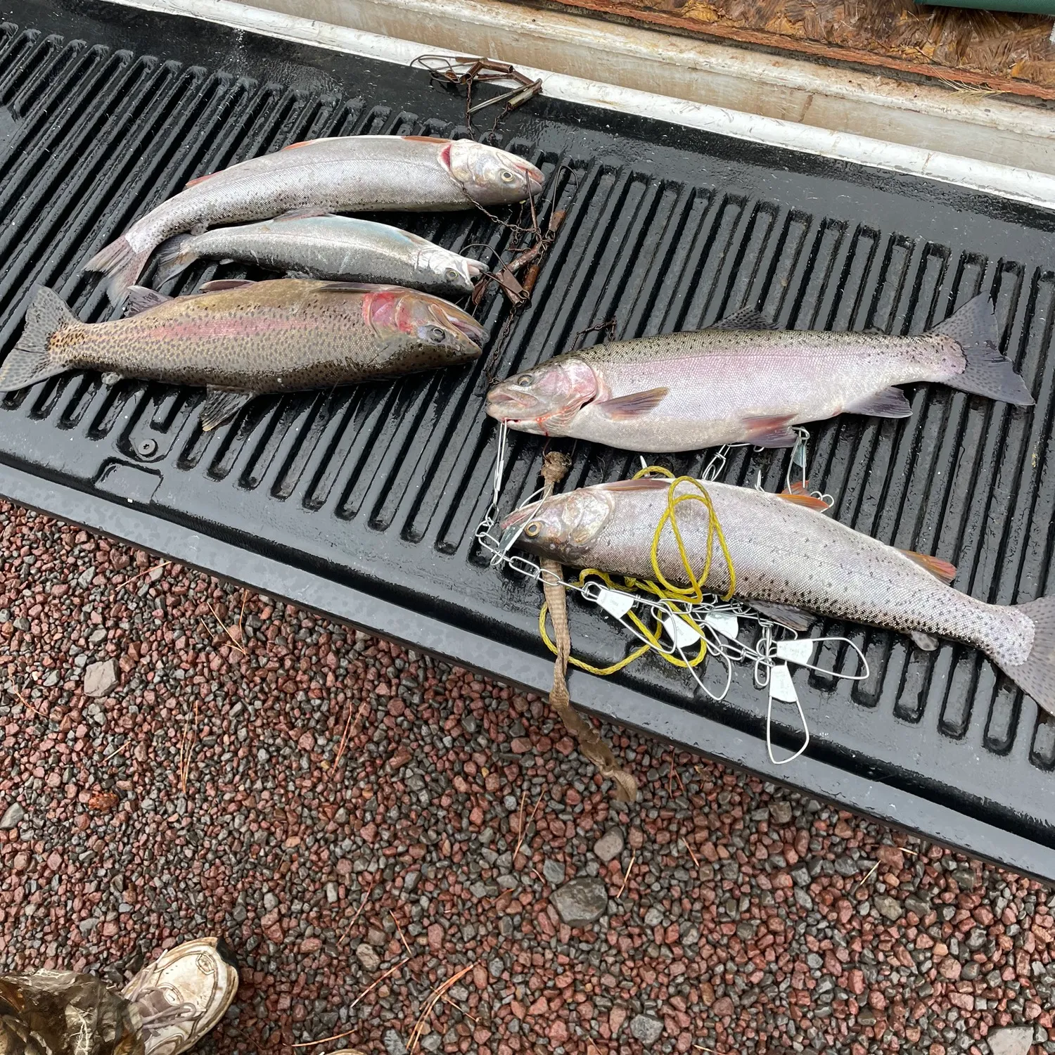 recently logged catches