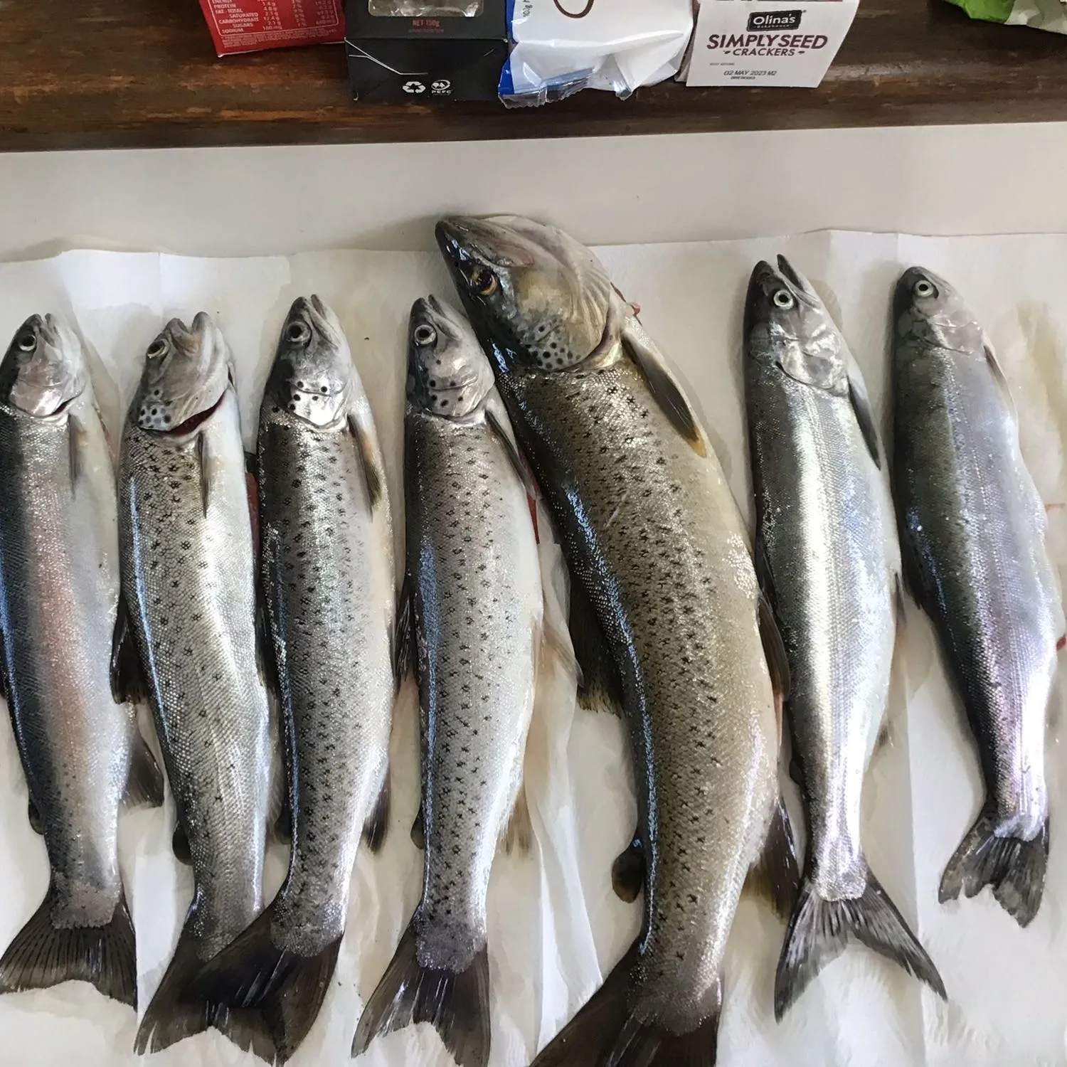 recently logged catches