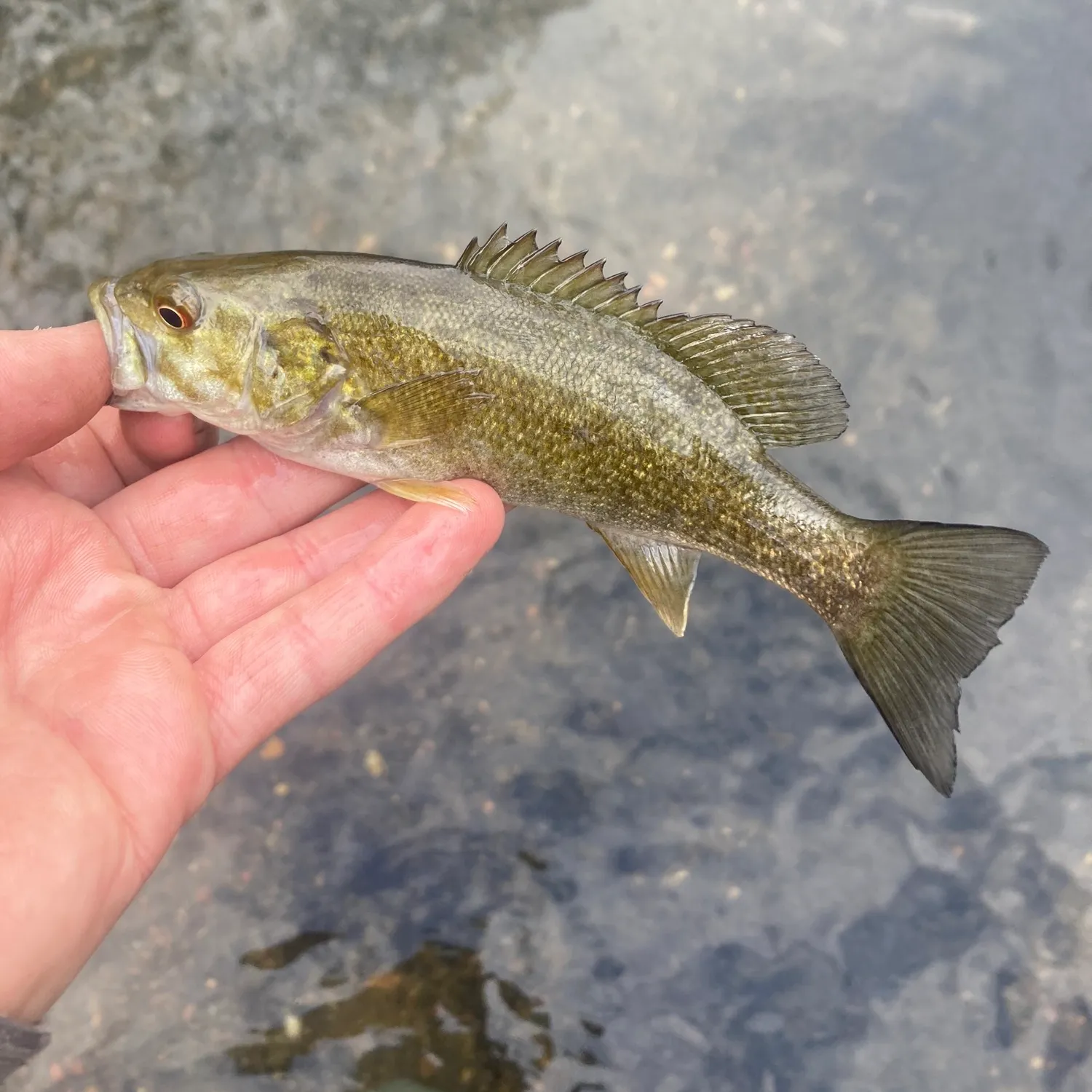 ᐅ Little Chartiers Creek fishing reports🎣• Peters, PA (United States ...