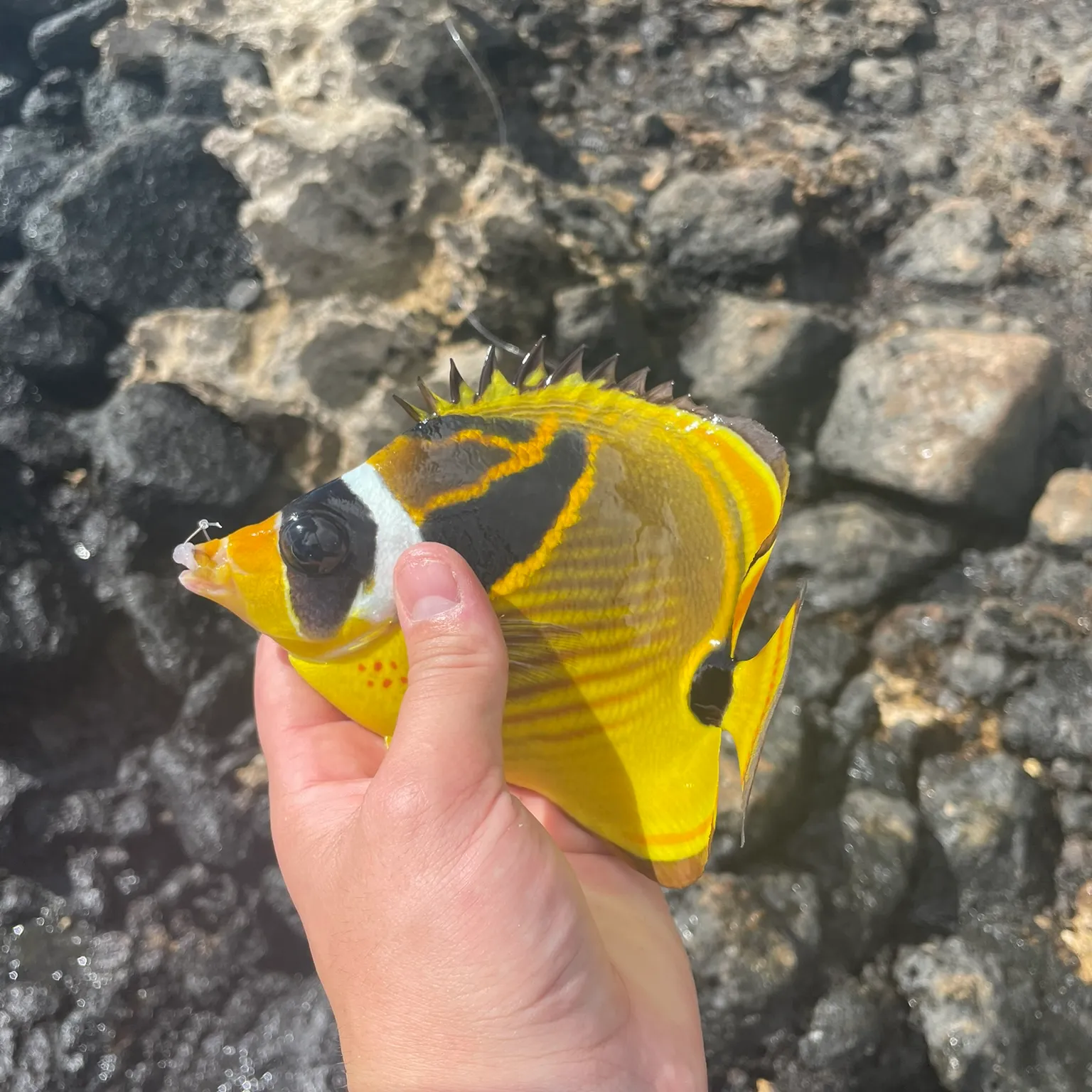 The most popular recent Raccoon butterflyfish catch on Fishbrain