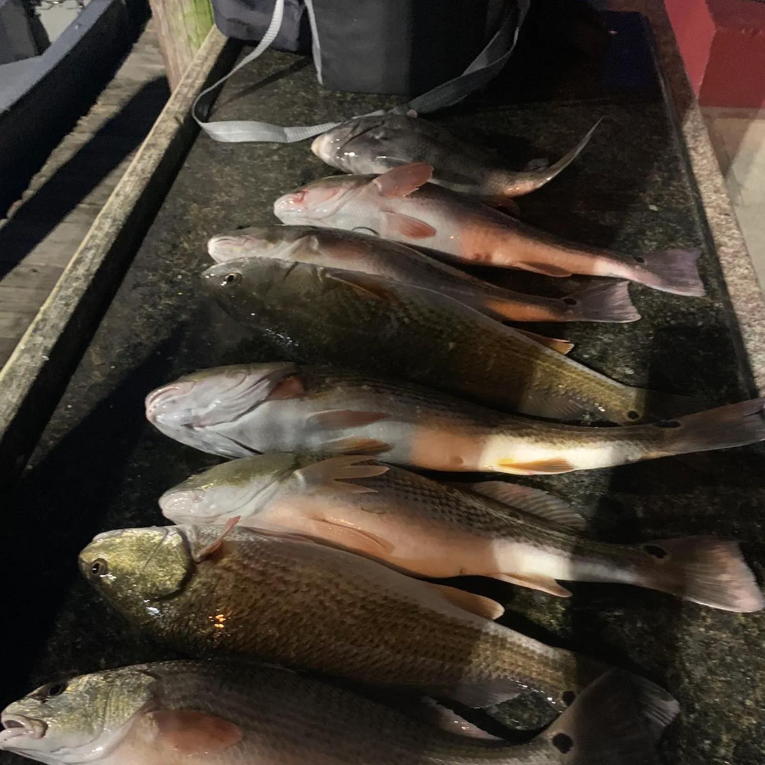 recently logged catches