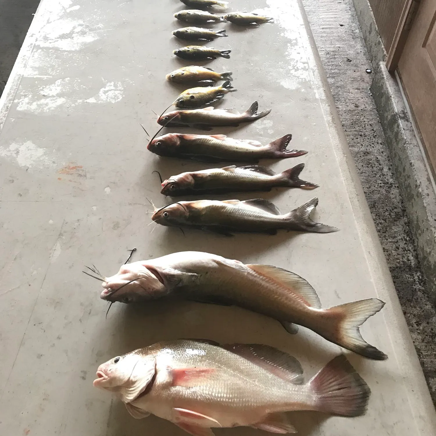 recently logged catches