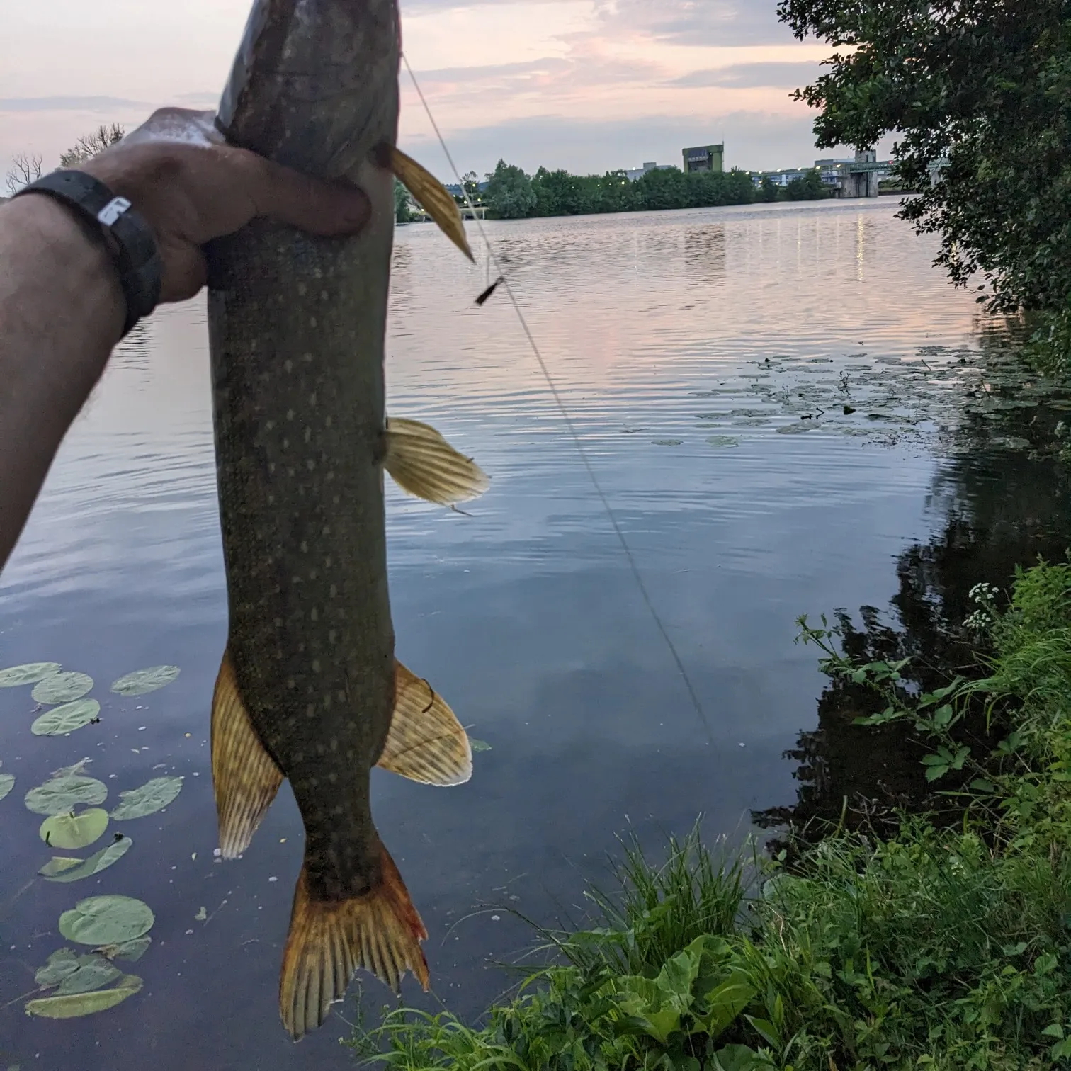 recently logged catches