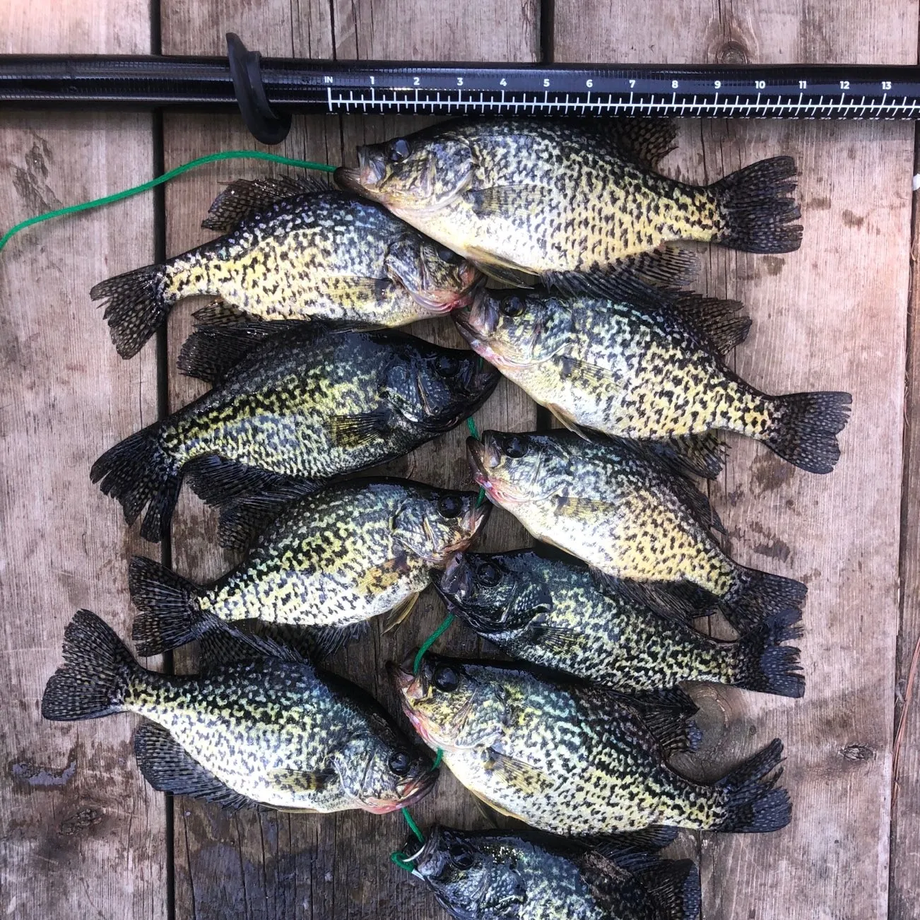 recently logged catches