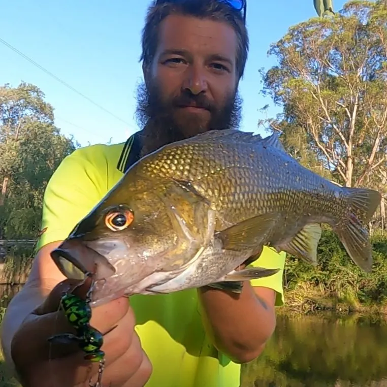 The most popular recent Australian bass catch on Fishbrain