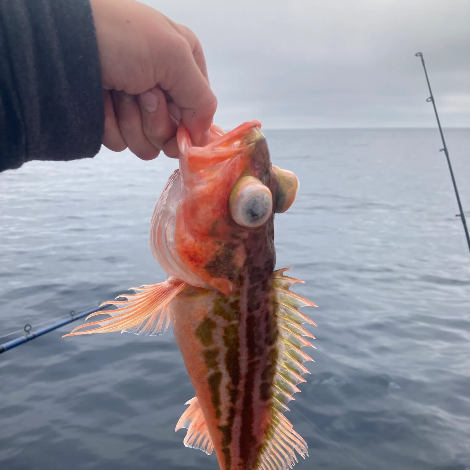 The most popular recent Greenspotted rockfish catch on Fishbrain