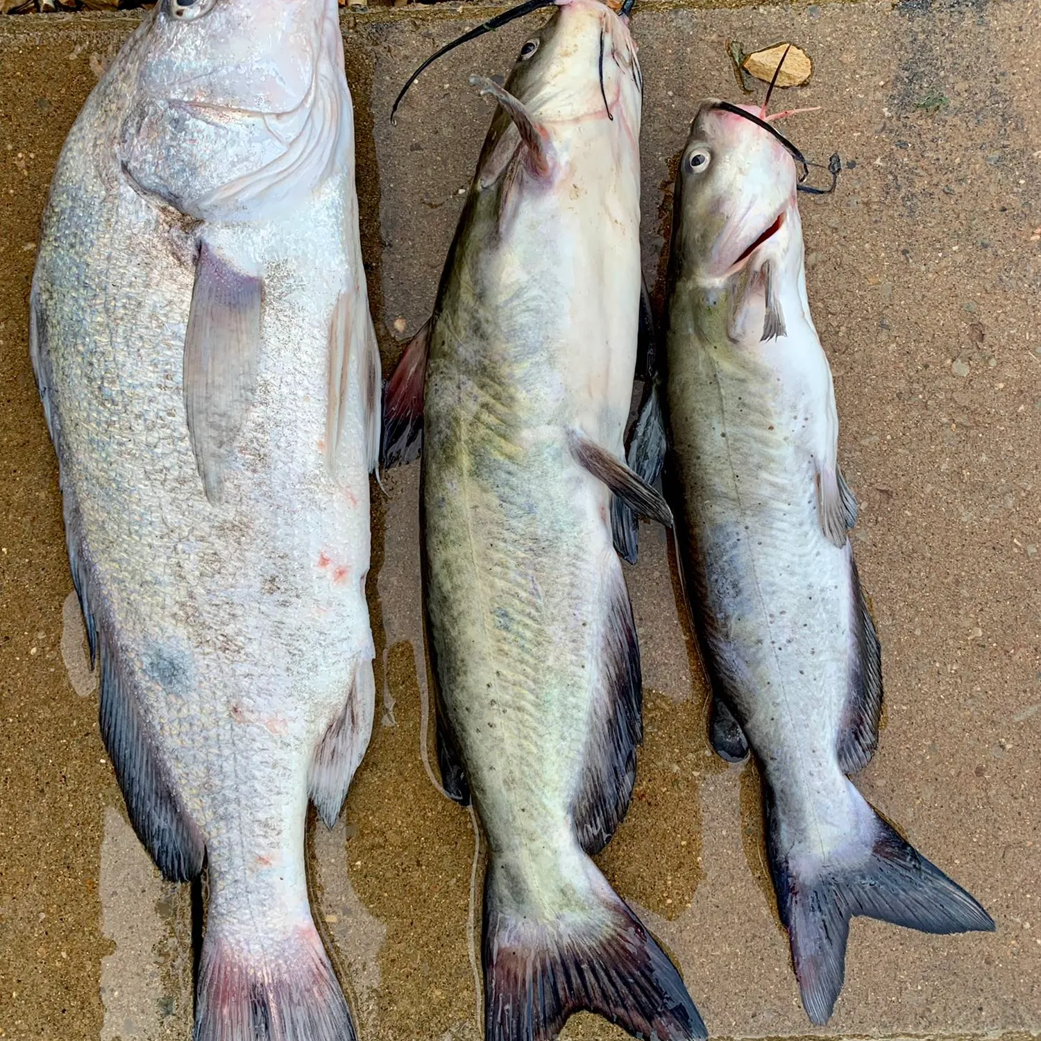 recently logged catches