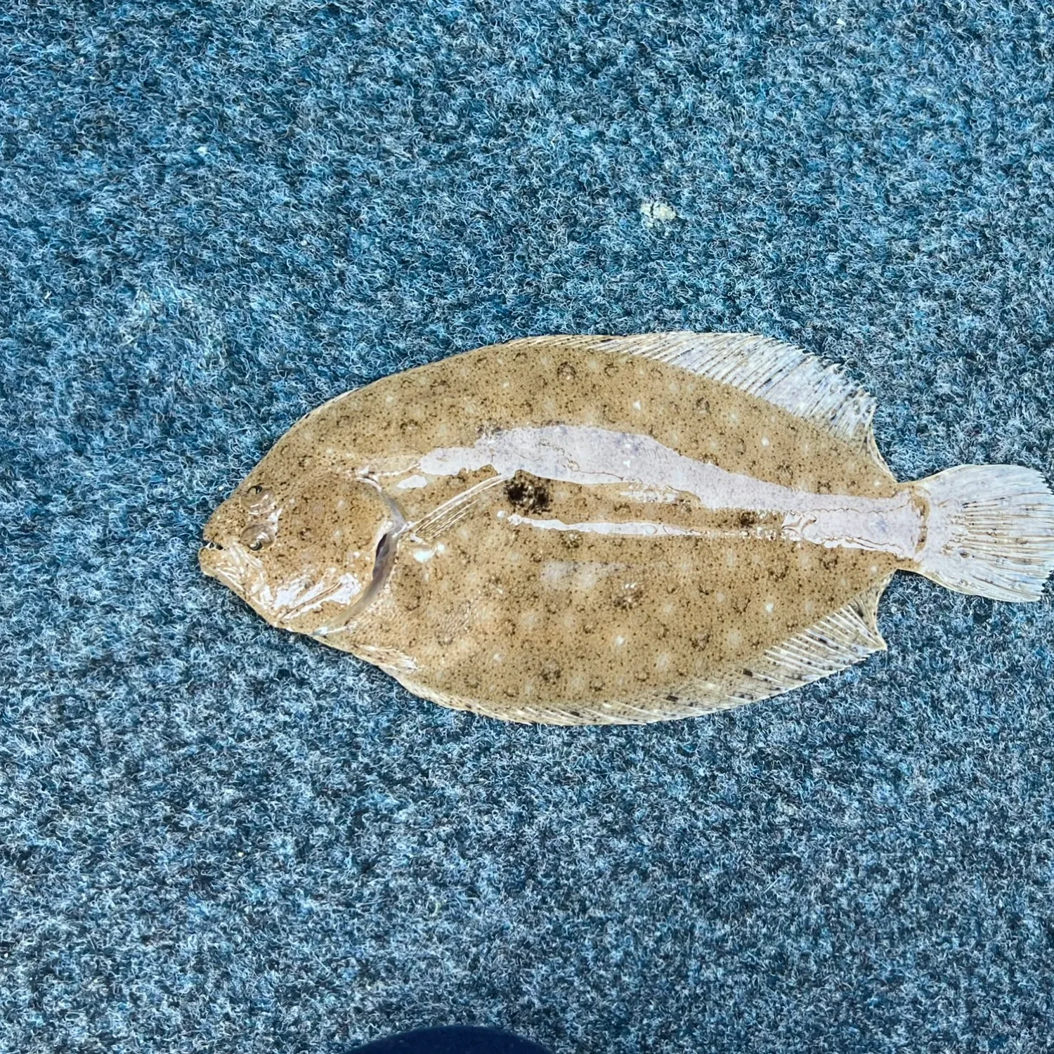 The most popular recent Largetooth flounder catch on Fishbrain