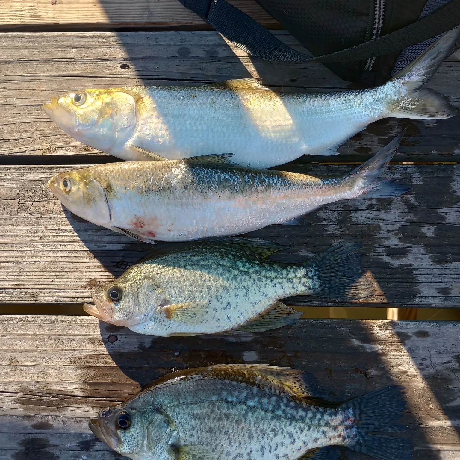 recently logged catches