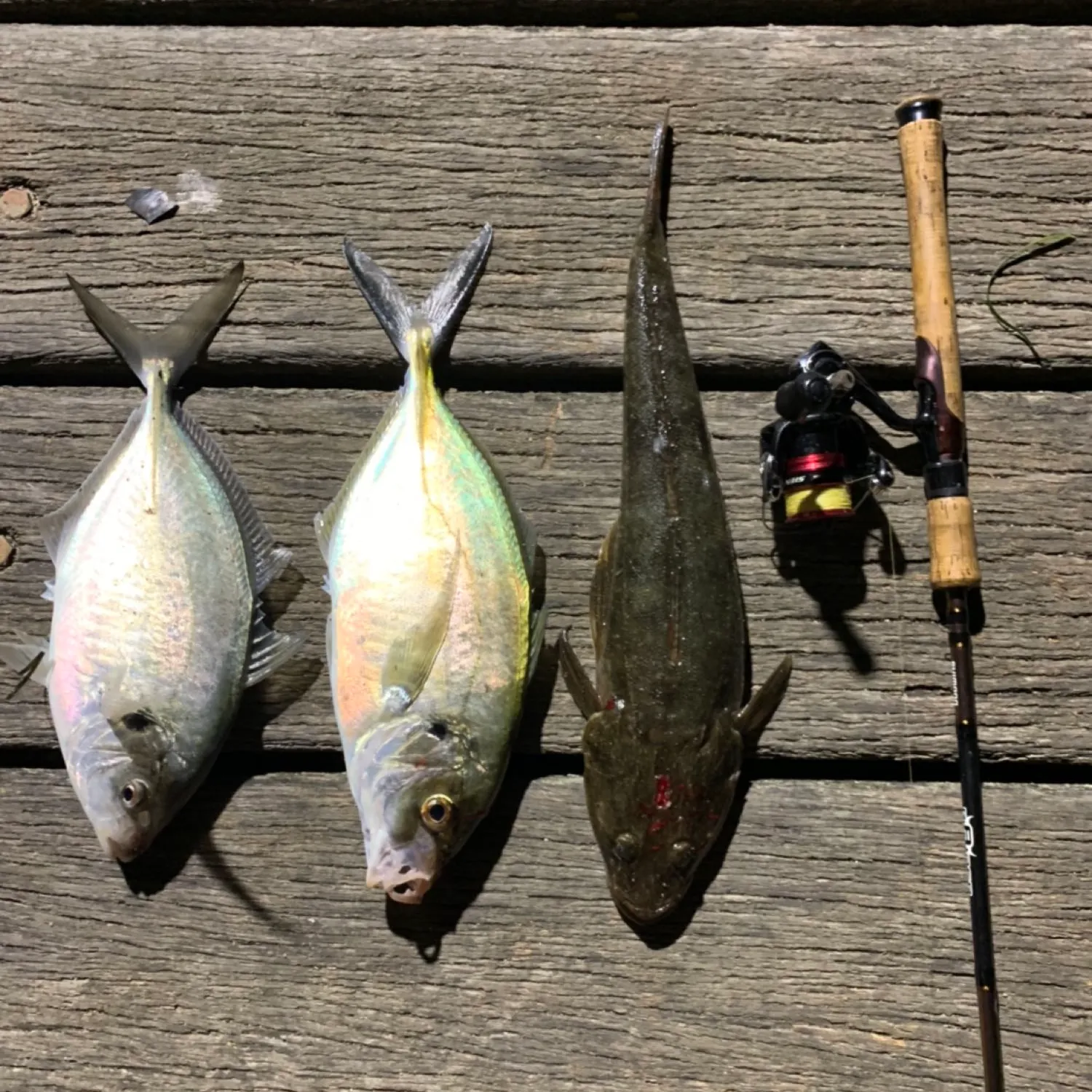 recently logged catches