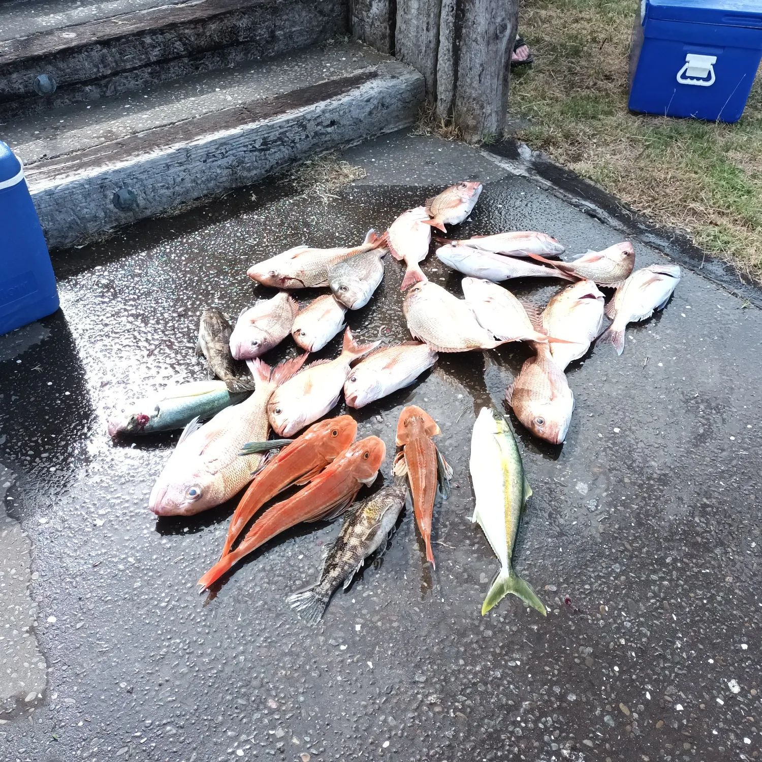 recently logged catches