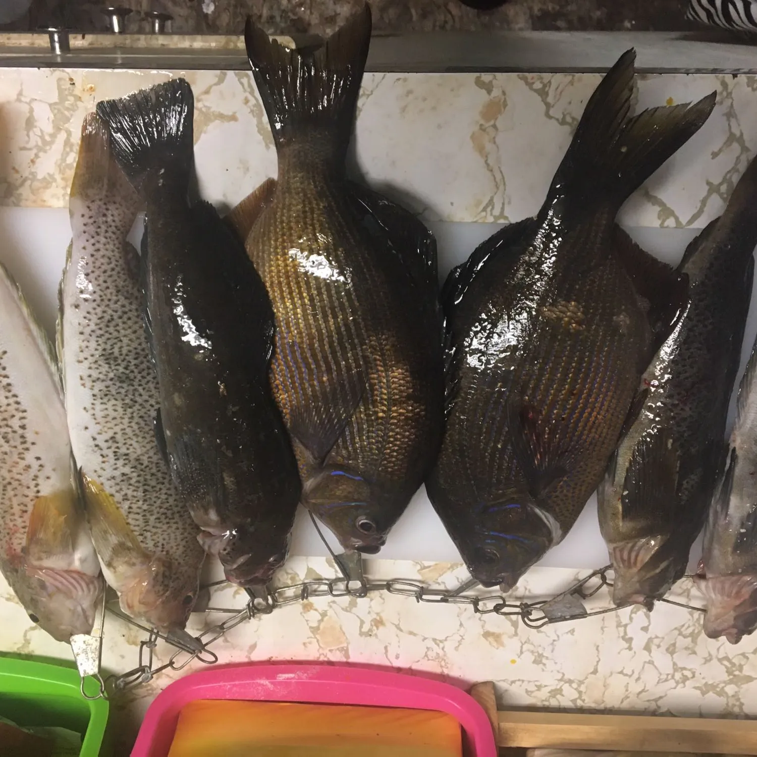 recently logged catches