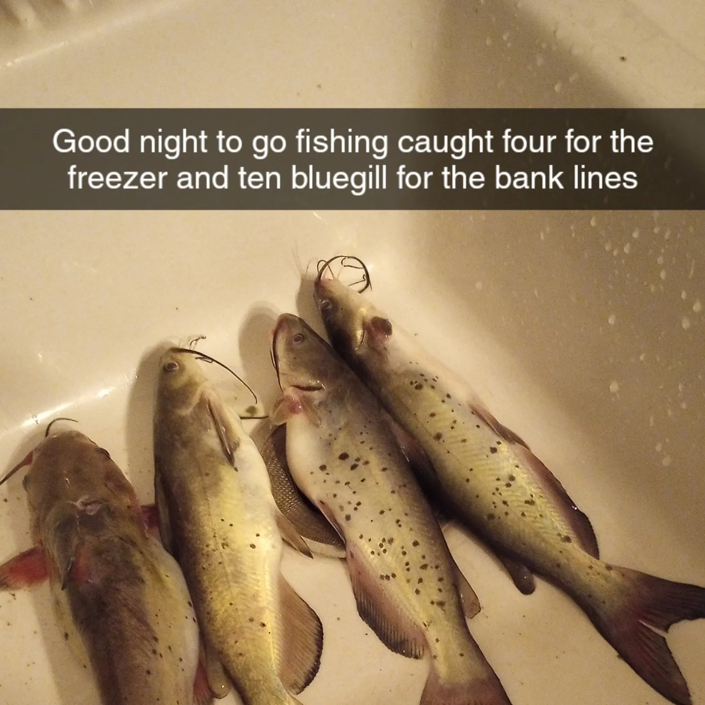 recently logged catches