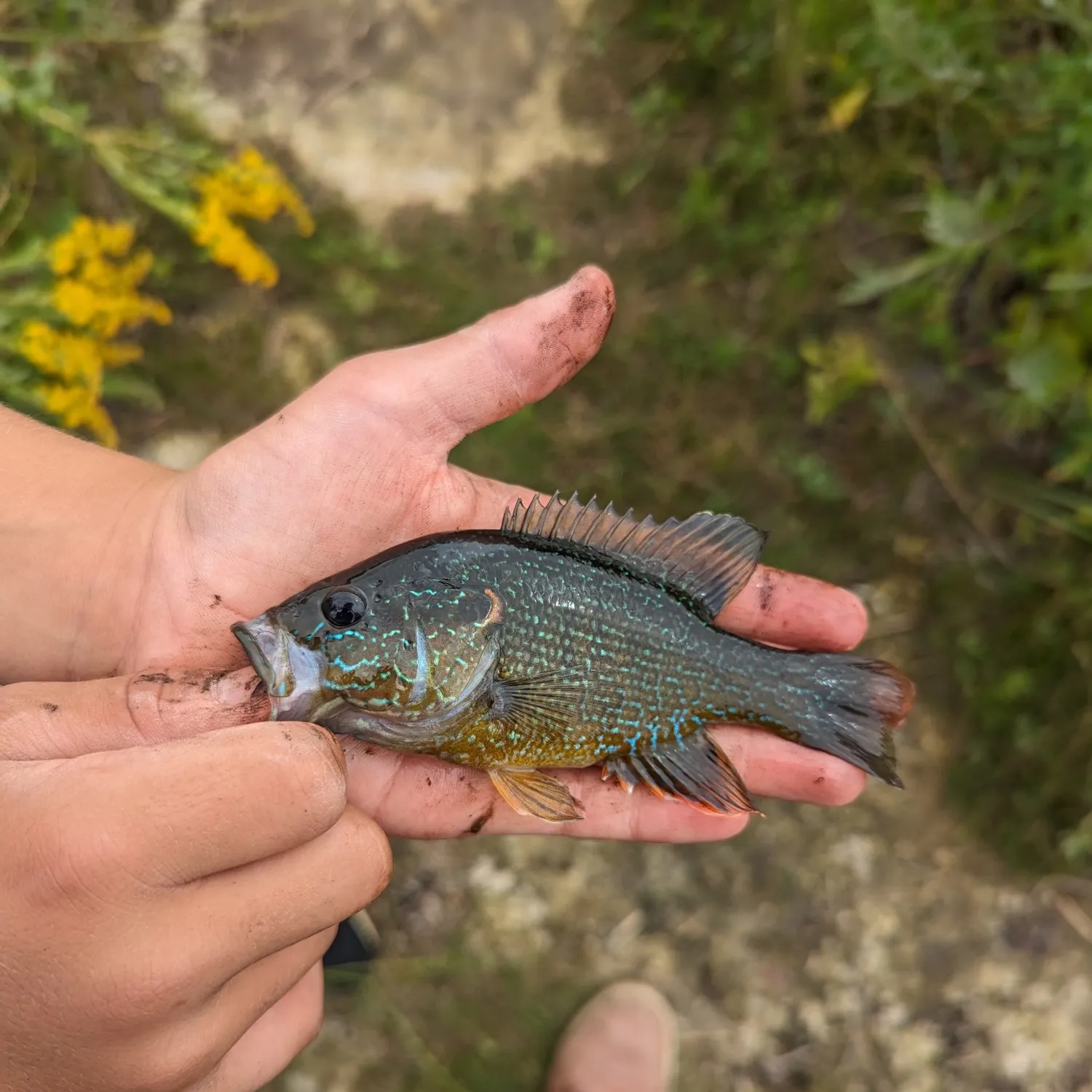 The most popular recent Pumpkinseed x Green sunfish catch on Fishbrain