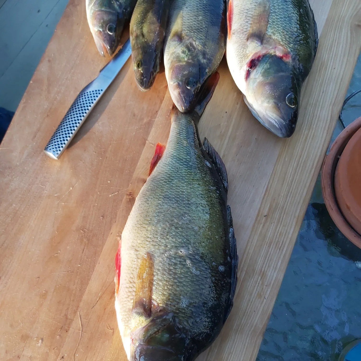 recently logged catches