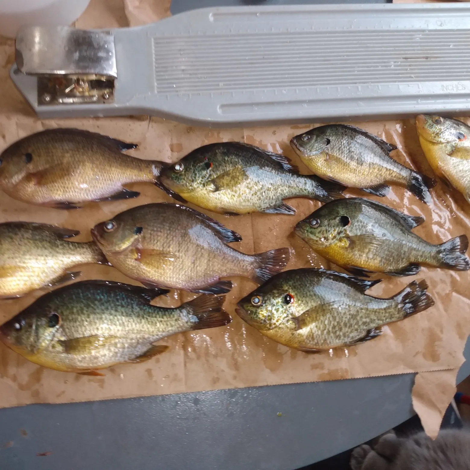 recently logged catches