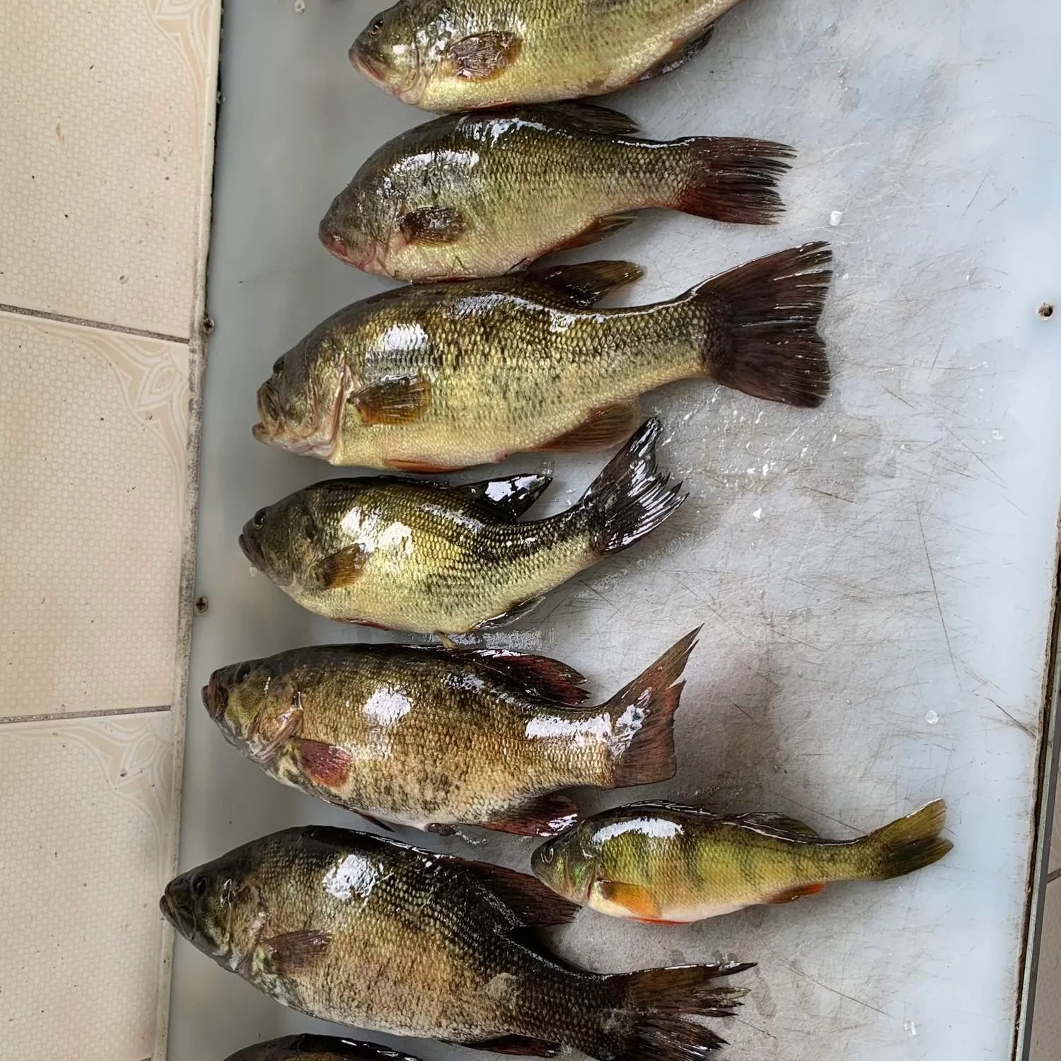 recently logged catches