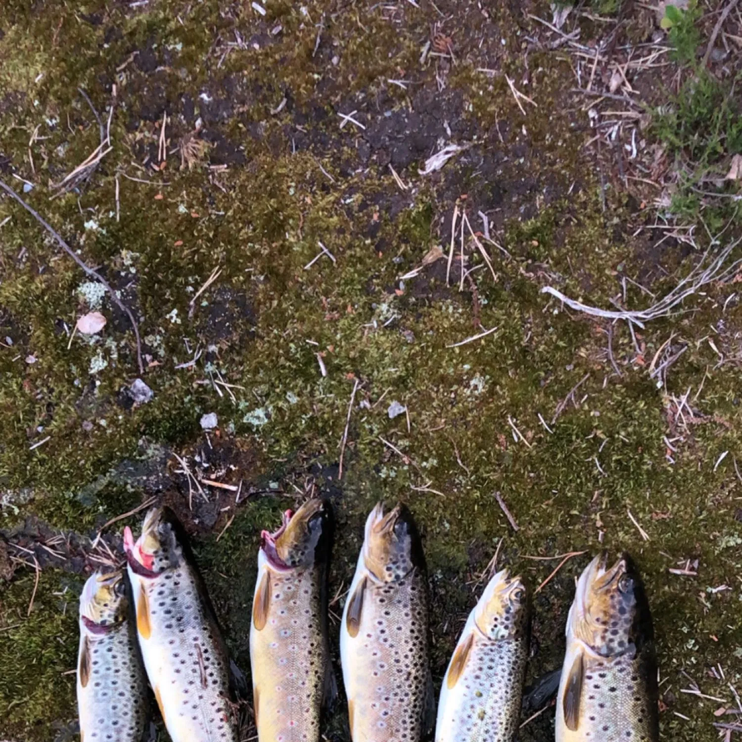 recently logged catches